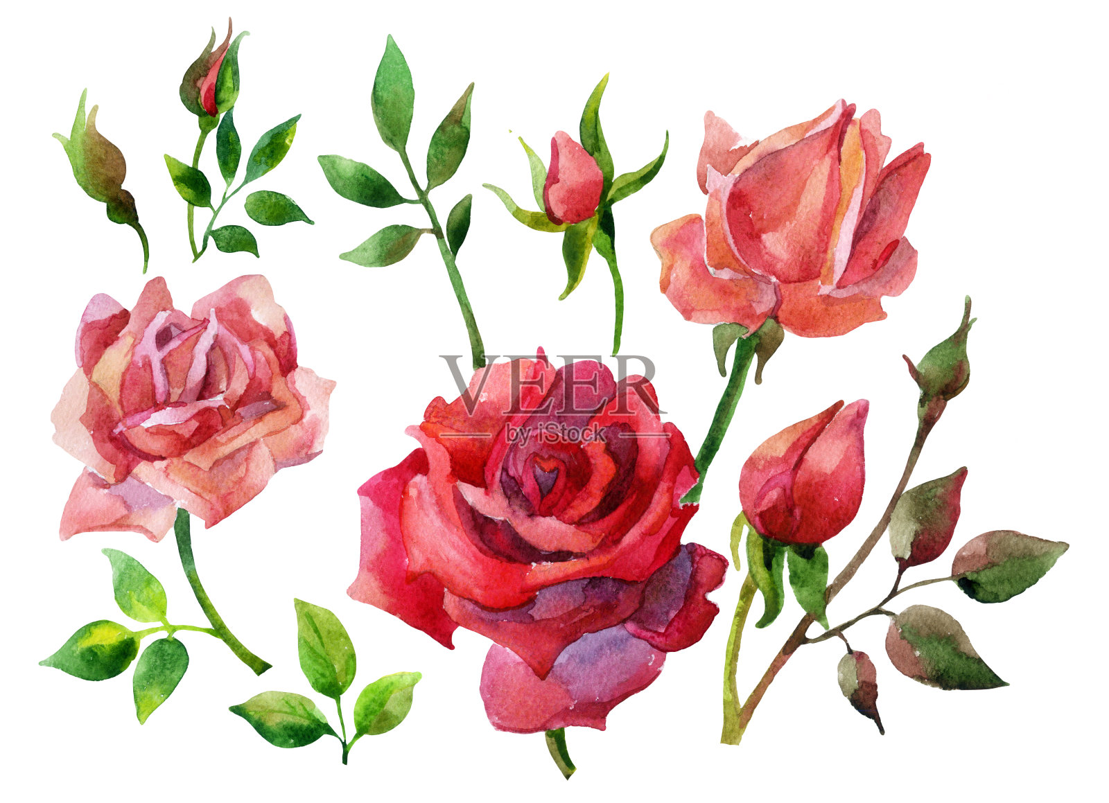 一组孤立的元素的红玫瑰插画图片素材
