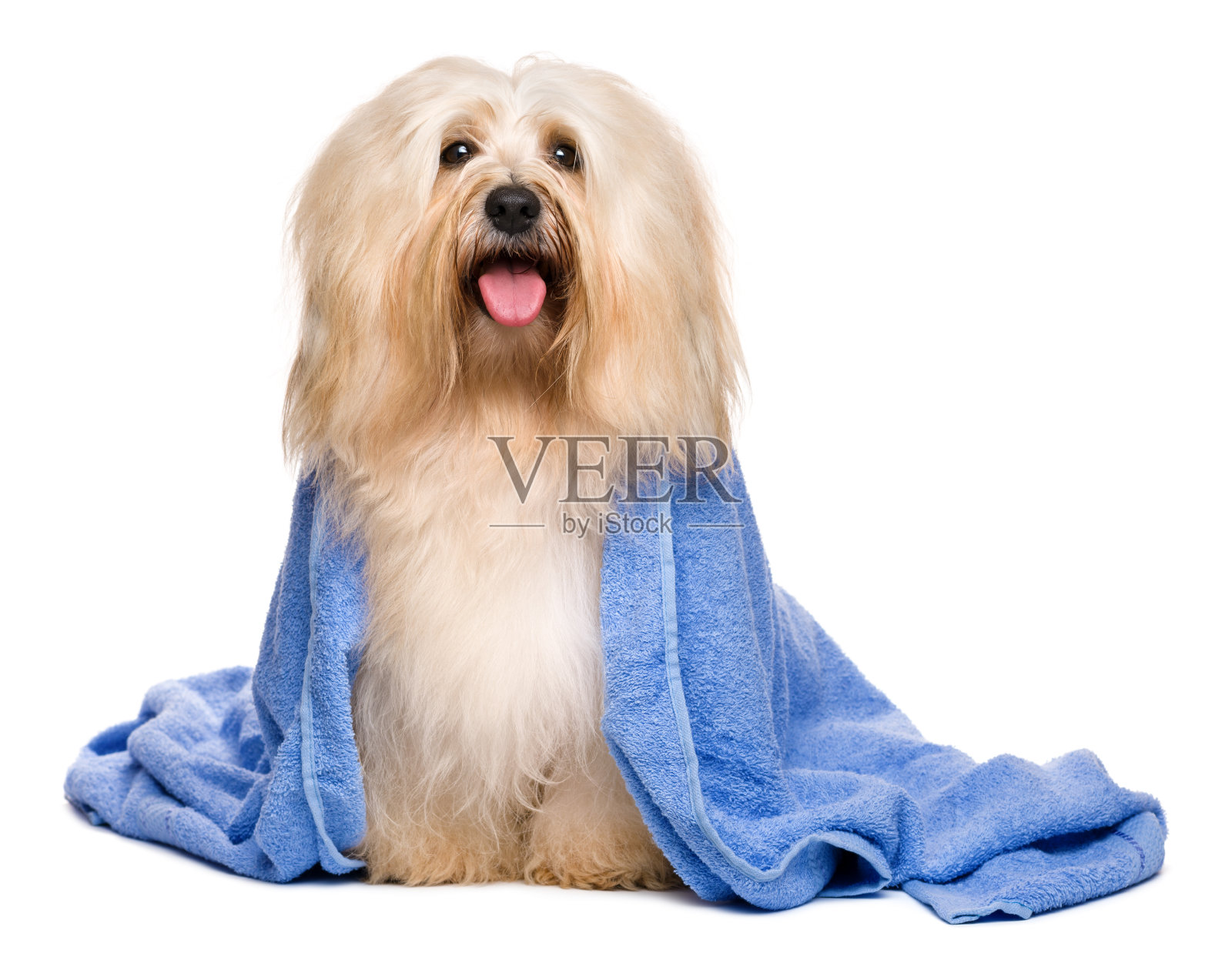 美丽的沐浴红哈瓦尼斯狗包裹在蓝色的毛巾照片摄影图片