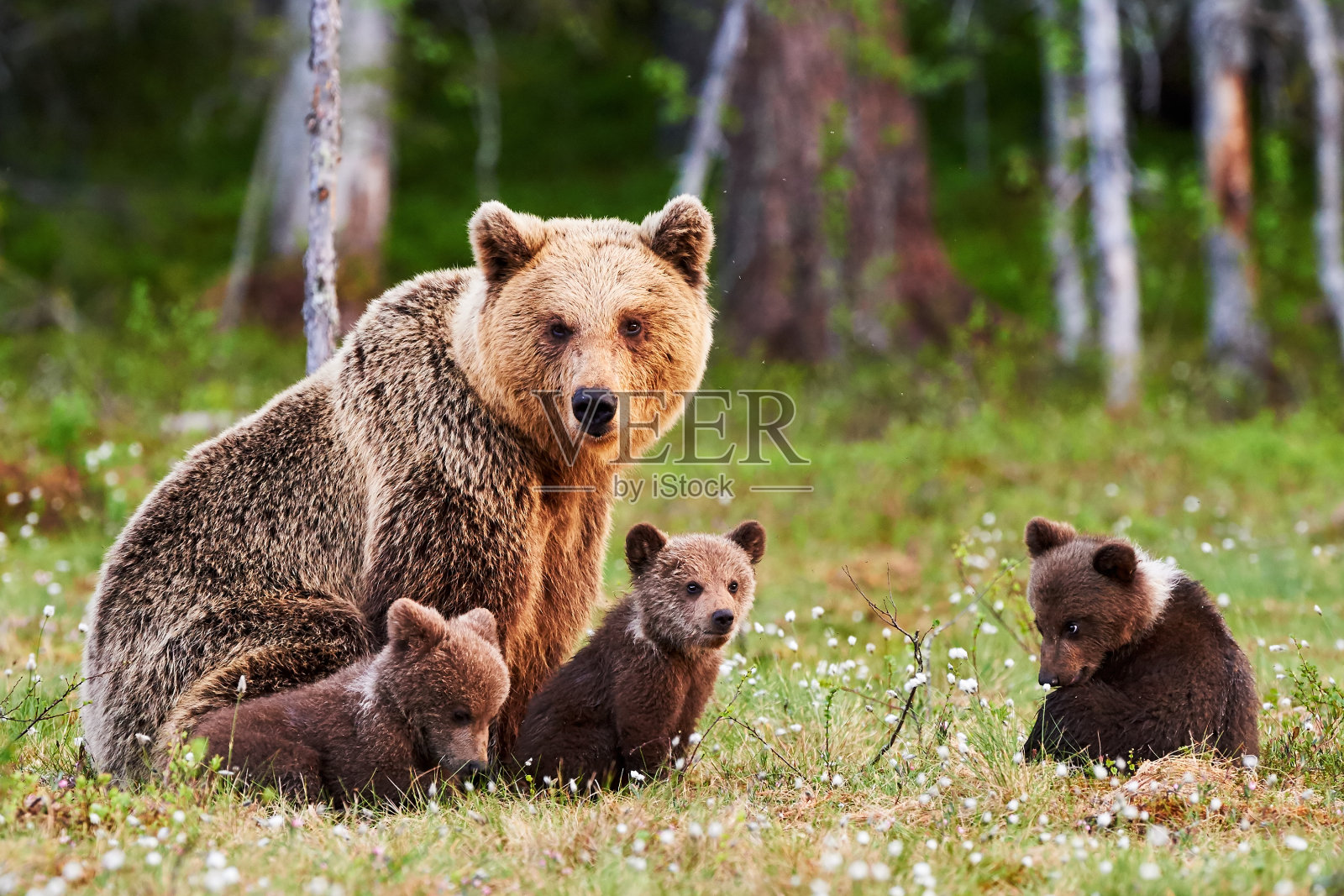 棕熊妈妈和她的孩子们照片摄影图片