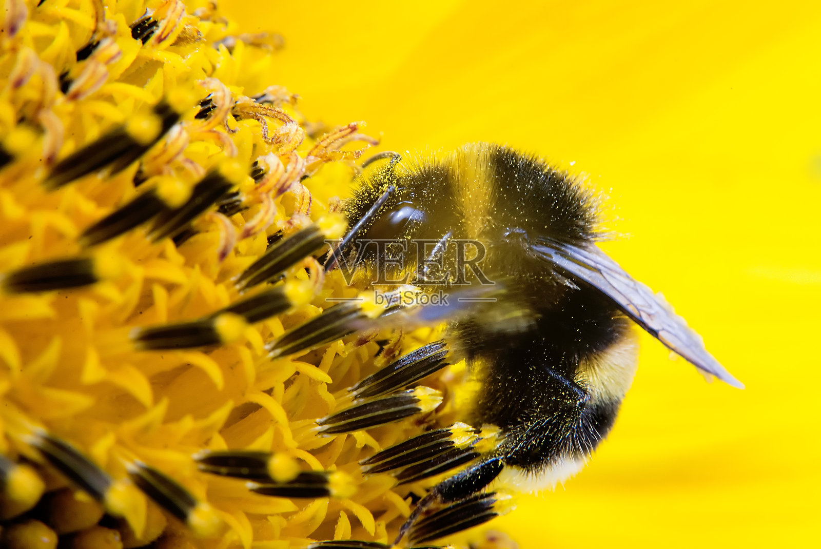 大黄蜂在黄色的背景花。向日葵照片摄影图片