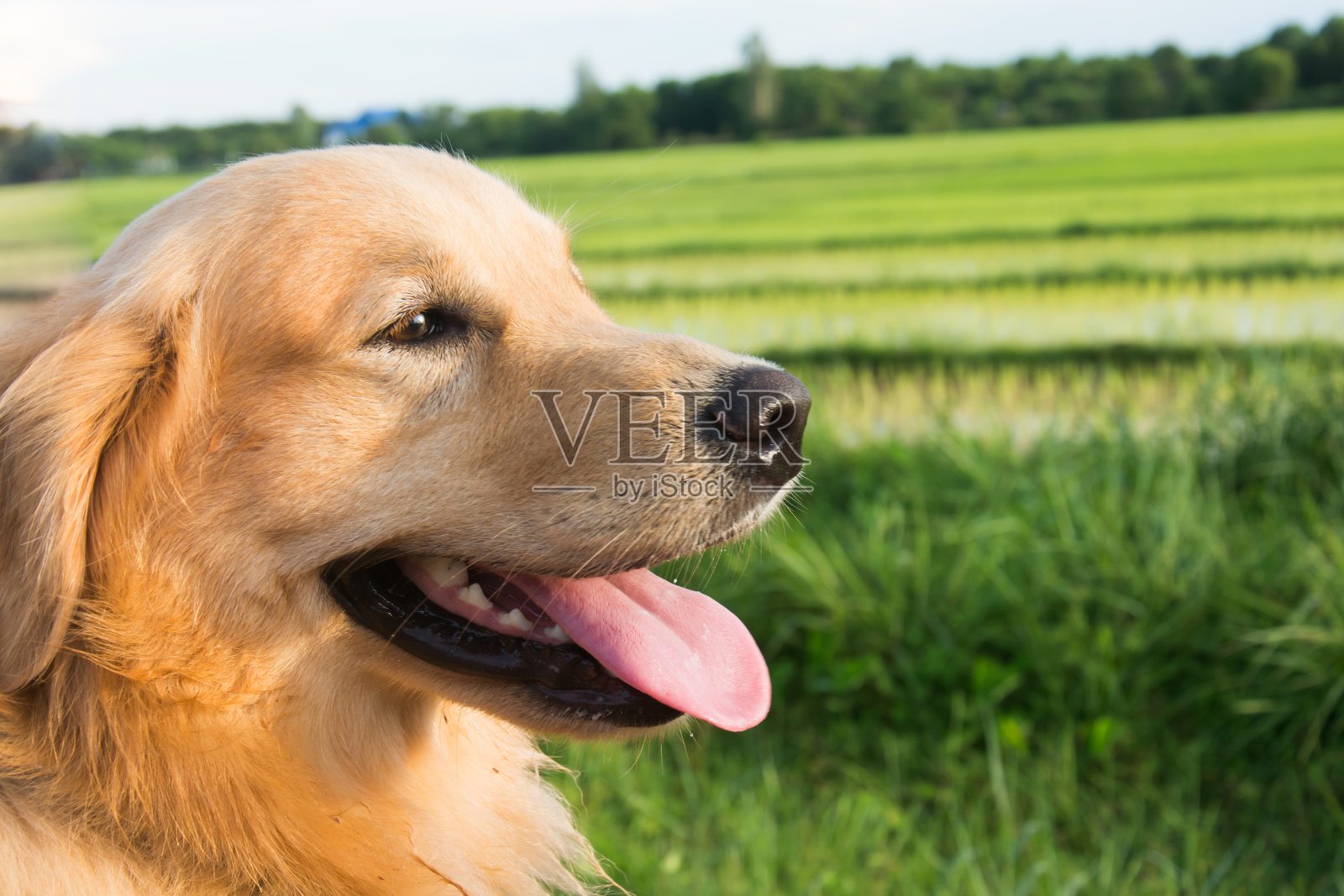 稻田自然背景下的金毛猎犬照片摄影图片
