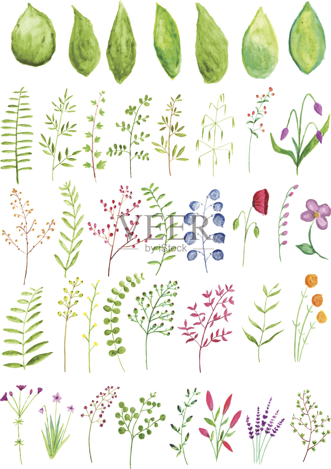 水彩植物和分支插画图片素材