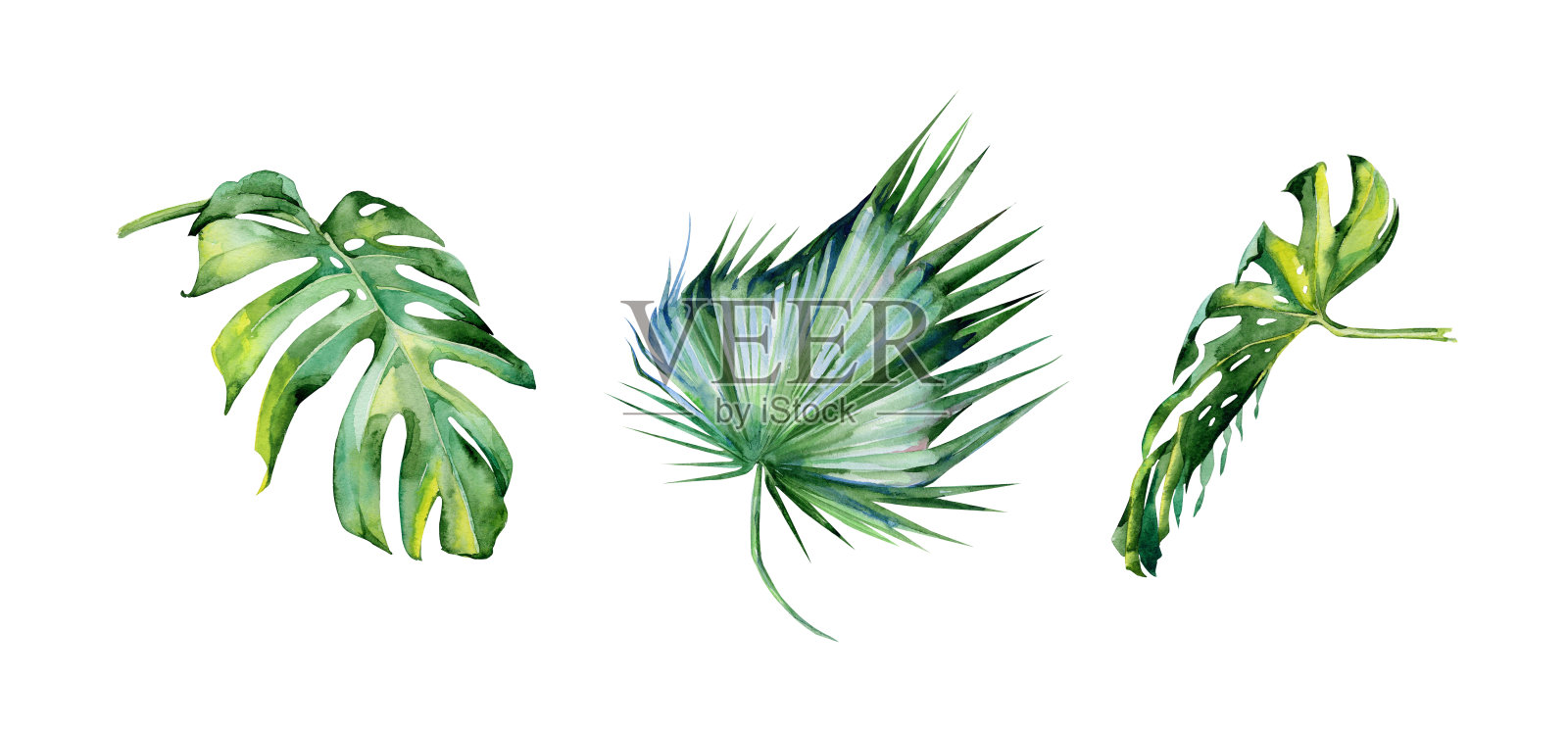 水彩画一套热带树叶，茂密的丛林。设计元素图片