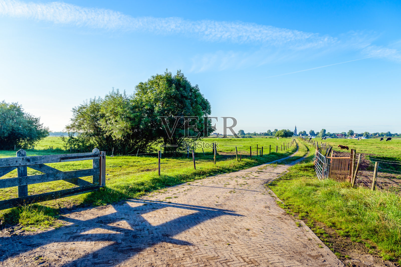 荷兰草地篱笆之间的狭窄小路照片摄影图片