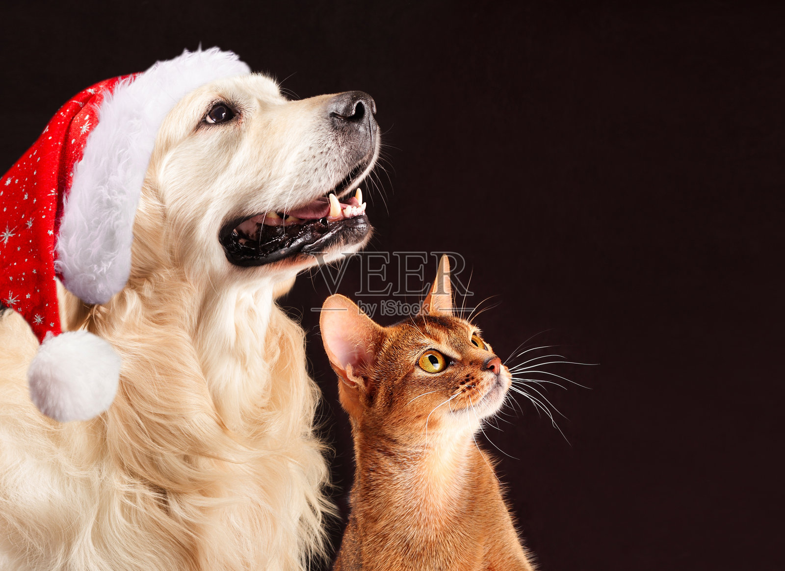 圣诞猫和狗，阿比西尼亚小猫，金毛猎犬看着照片摄影图片