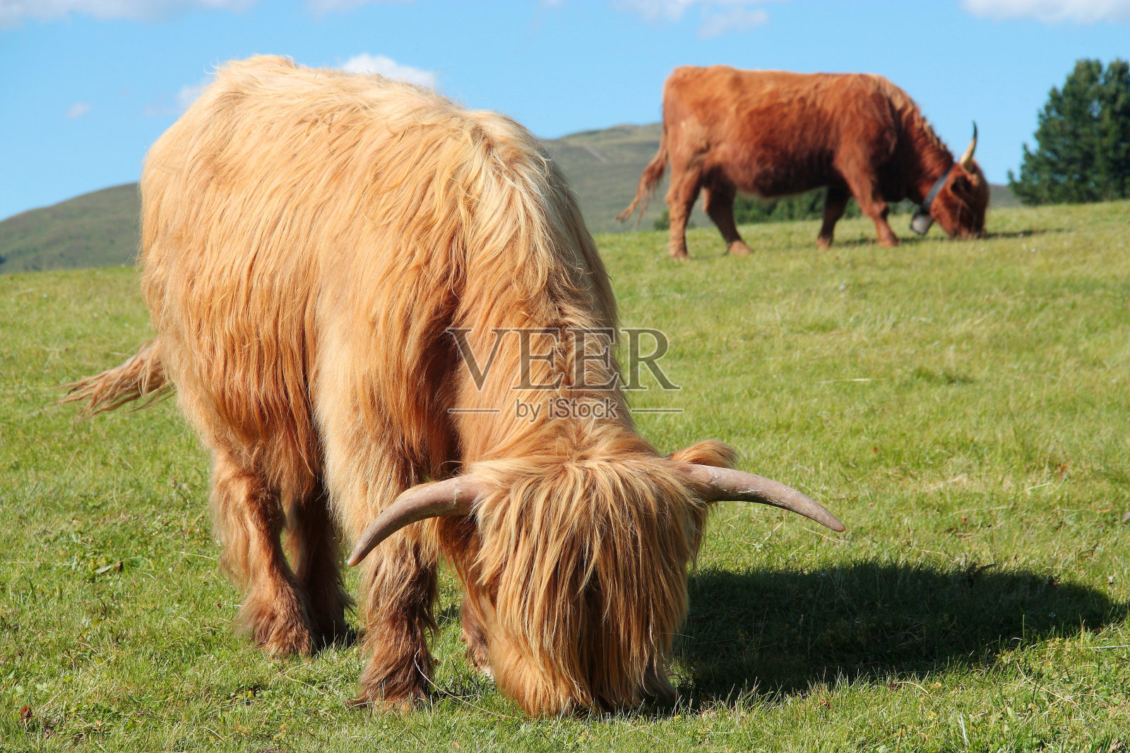 上阿迪杰多洛米提(意大利)山上草地上的高地奶牛照片摄影图片