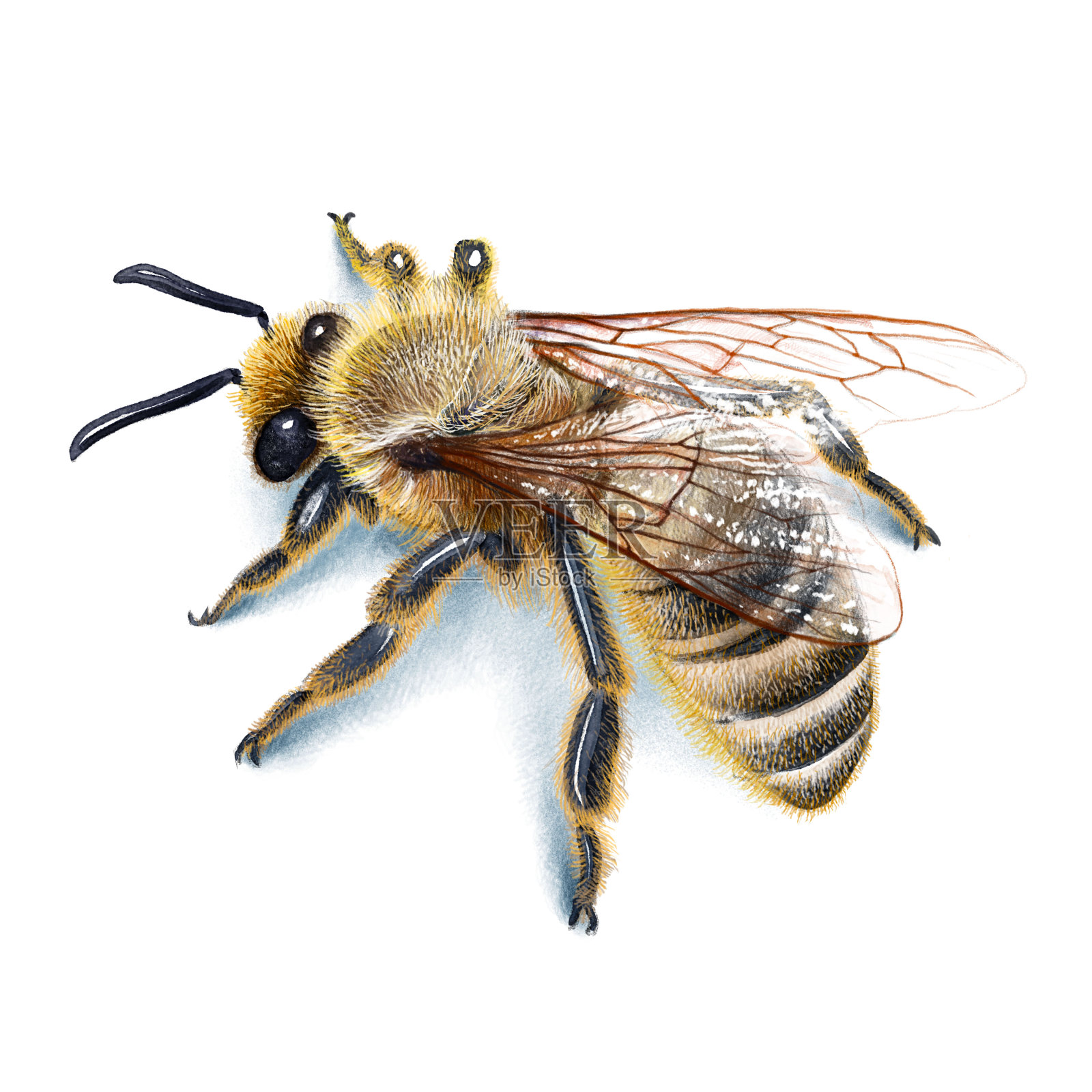 蜜蜂插图，水彩画，素描，水墨，写实设计元素图片