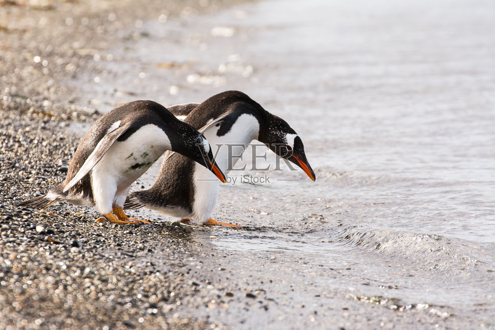 海边的巴布亚企鹅夫妇照片摄影图片