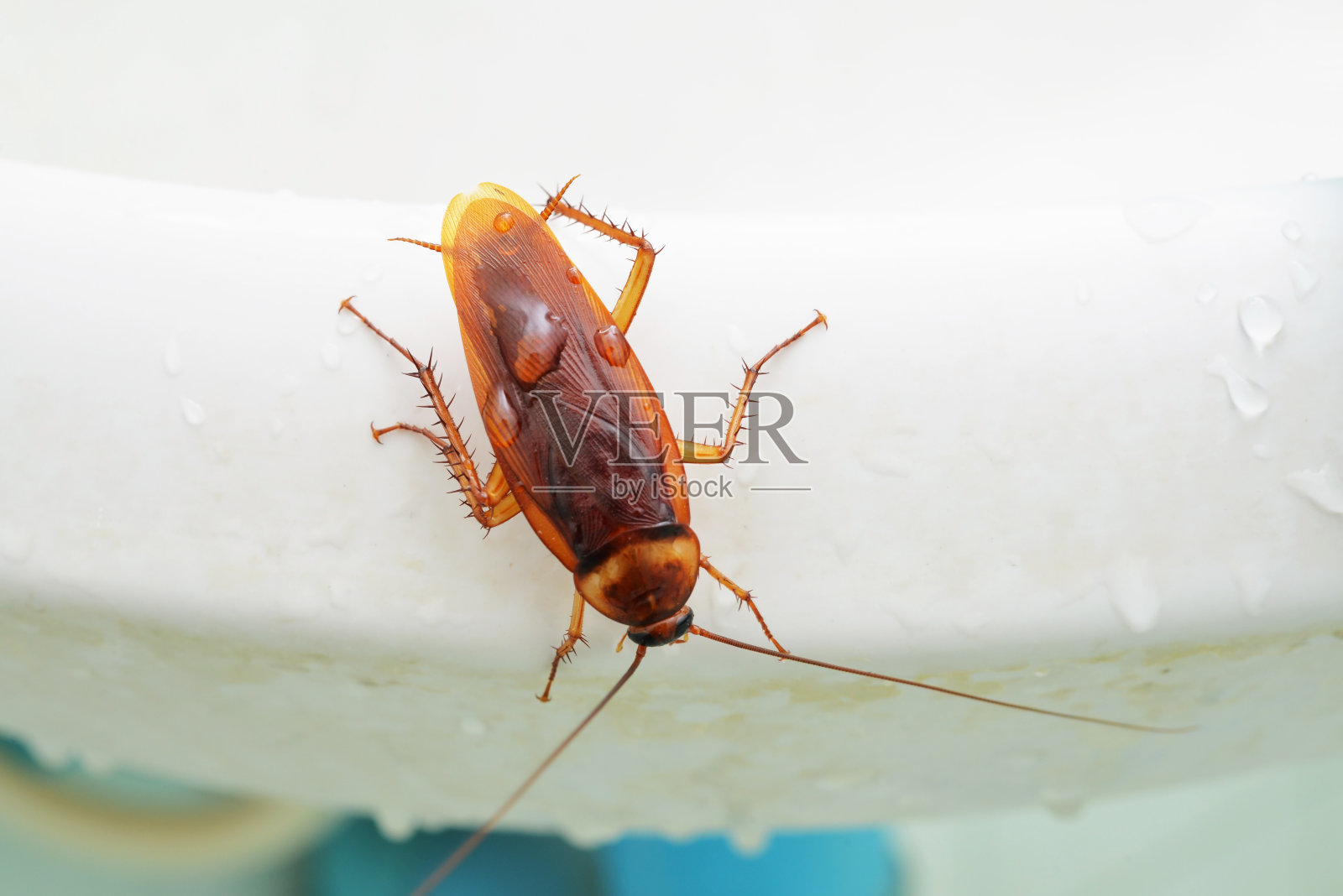 浴室里的蟑螂照片摄影图片