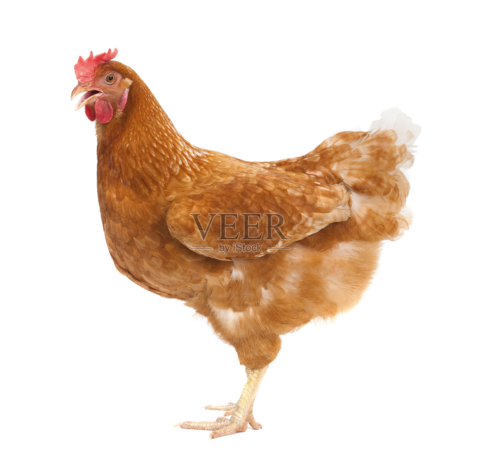 鸡全身棕褐，母鸡站立孤立白底照片摄影图片