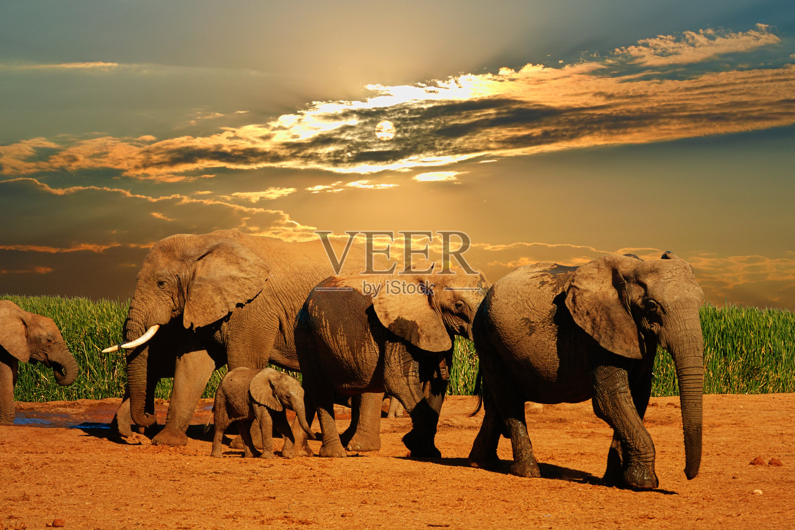 非洲象群，母象，大象和小象离开了照片摄影图片