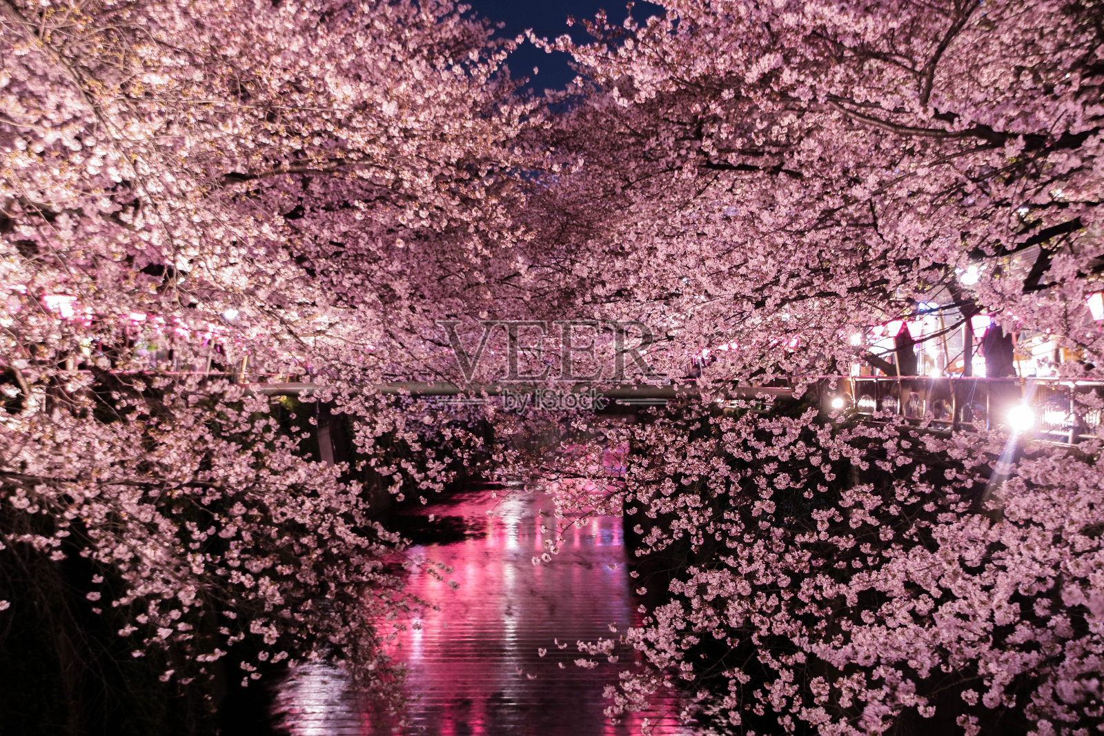 樱花在东京绽放。照片摄影图片