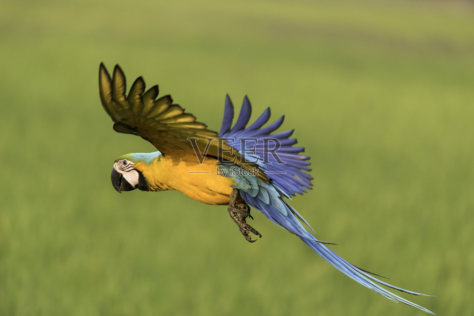 色彩斑斓的鸟儿在大自然中飞翔照片摄影图片