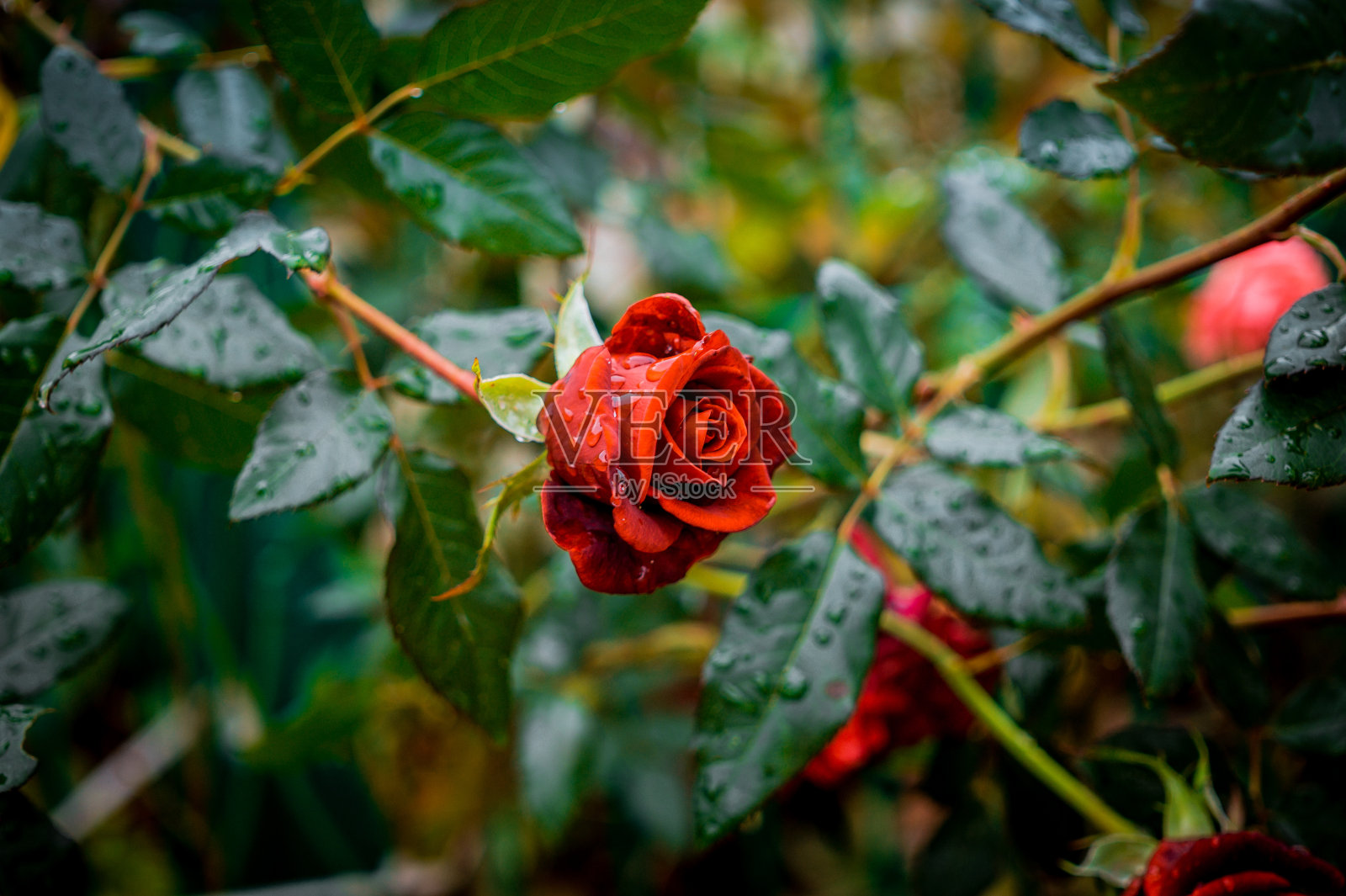 秋雨后的玫瑰园照片摄影图片