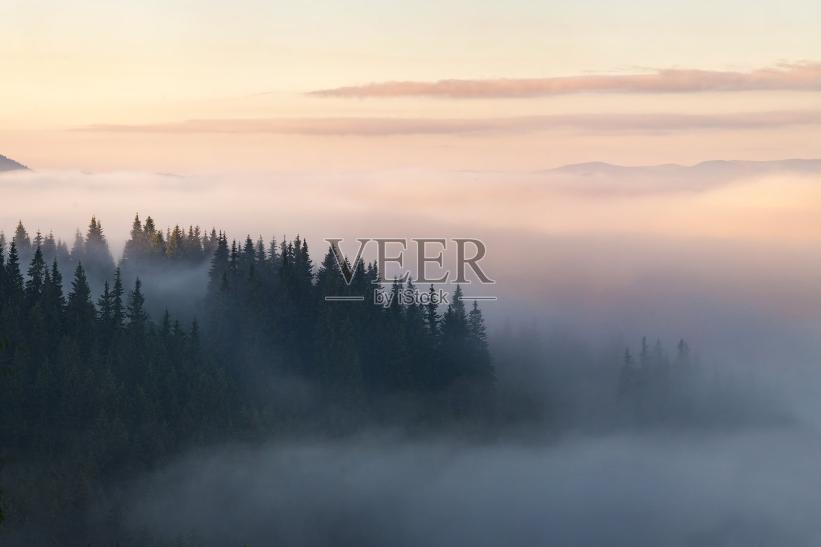 山上的森林被雾所覆盖照片摄影图片