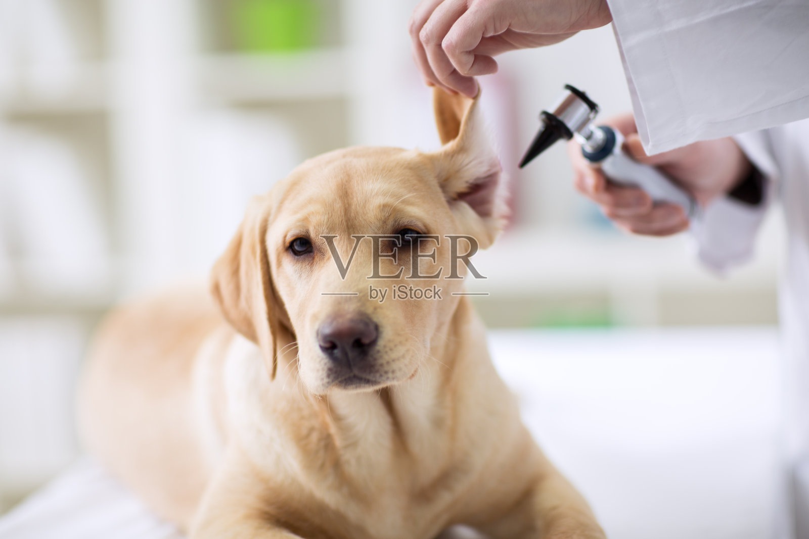 兽医为拉布拉多犬做听力检查照片摄影图片