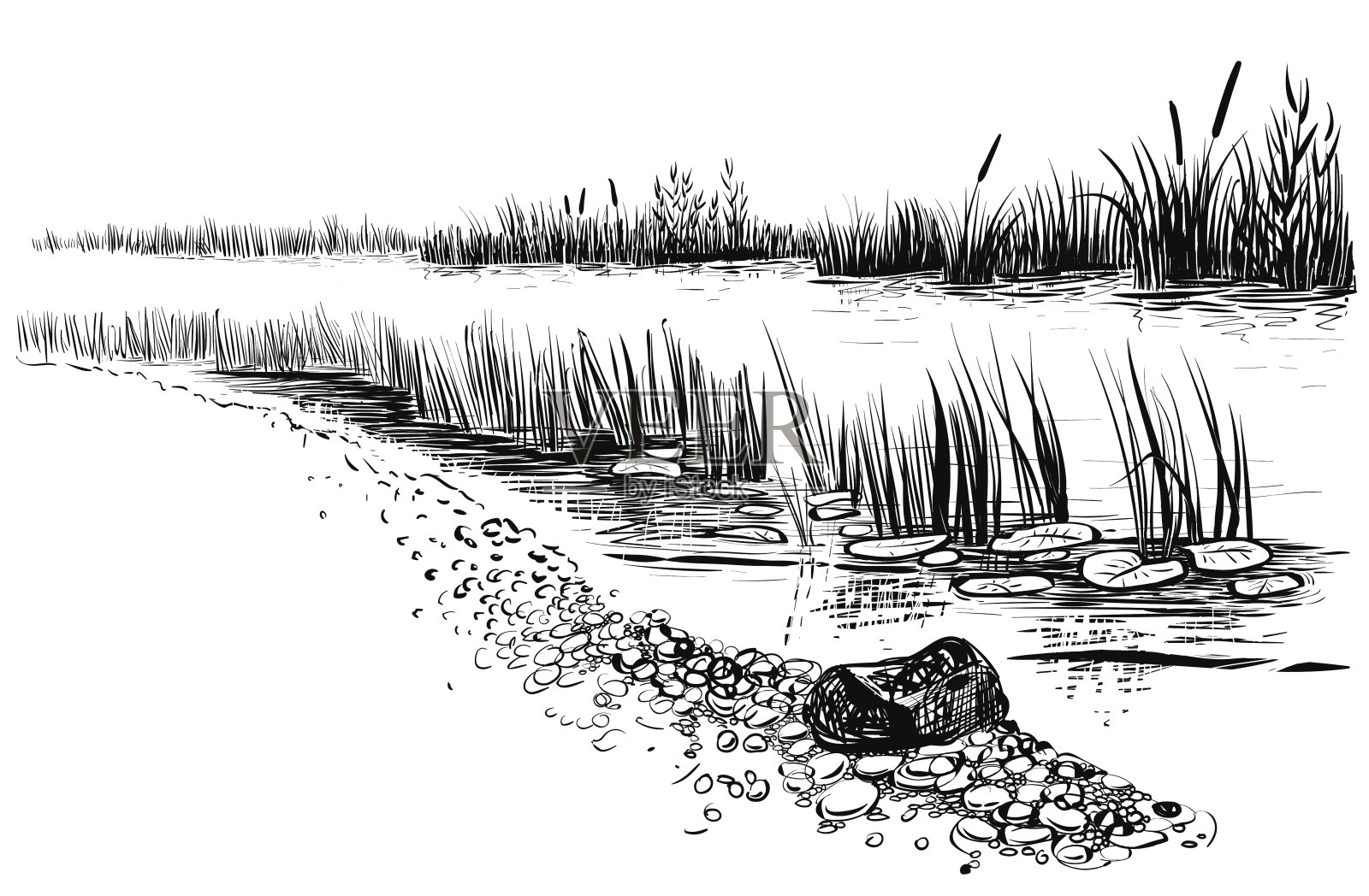 河流景观与芦苇和香蒲。设计元素图片