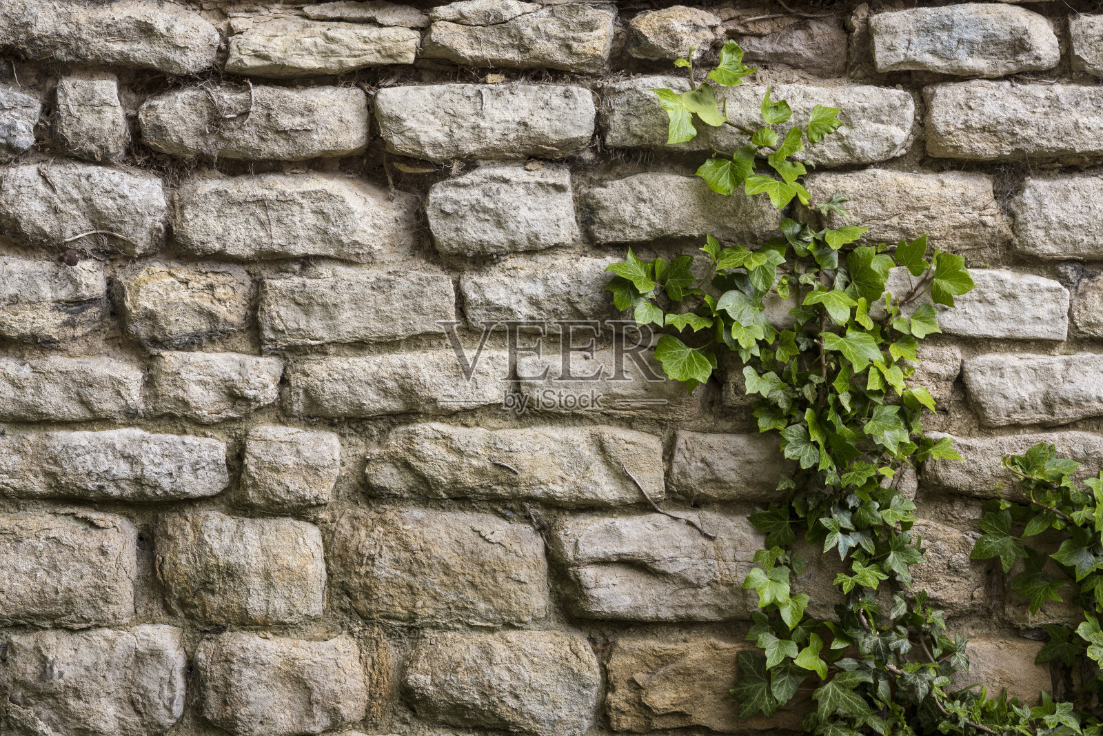 背景-古老的石墙-常春藤照片摄影图片
