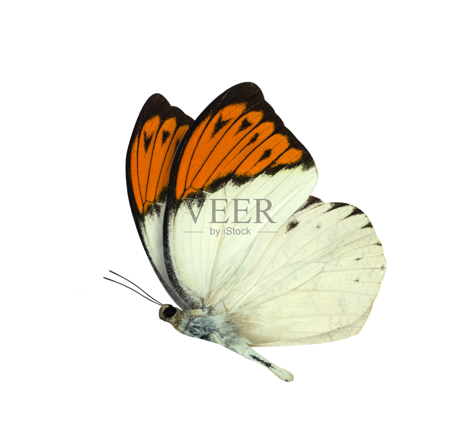 大橙色尖蝴蝶孤立在白色上照片摄影图片