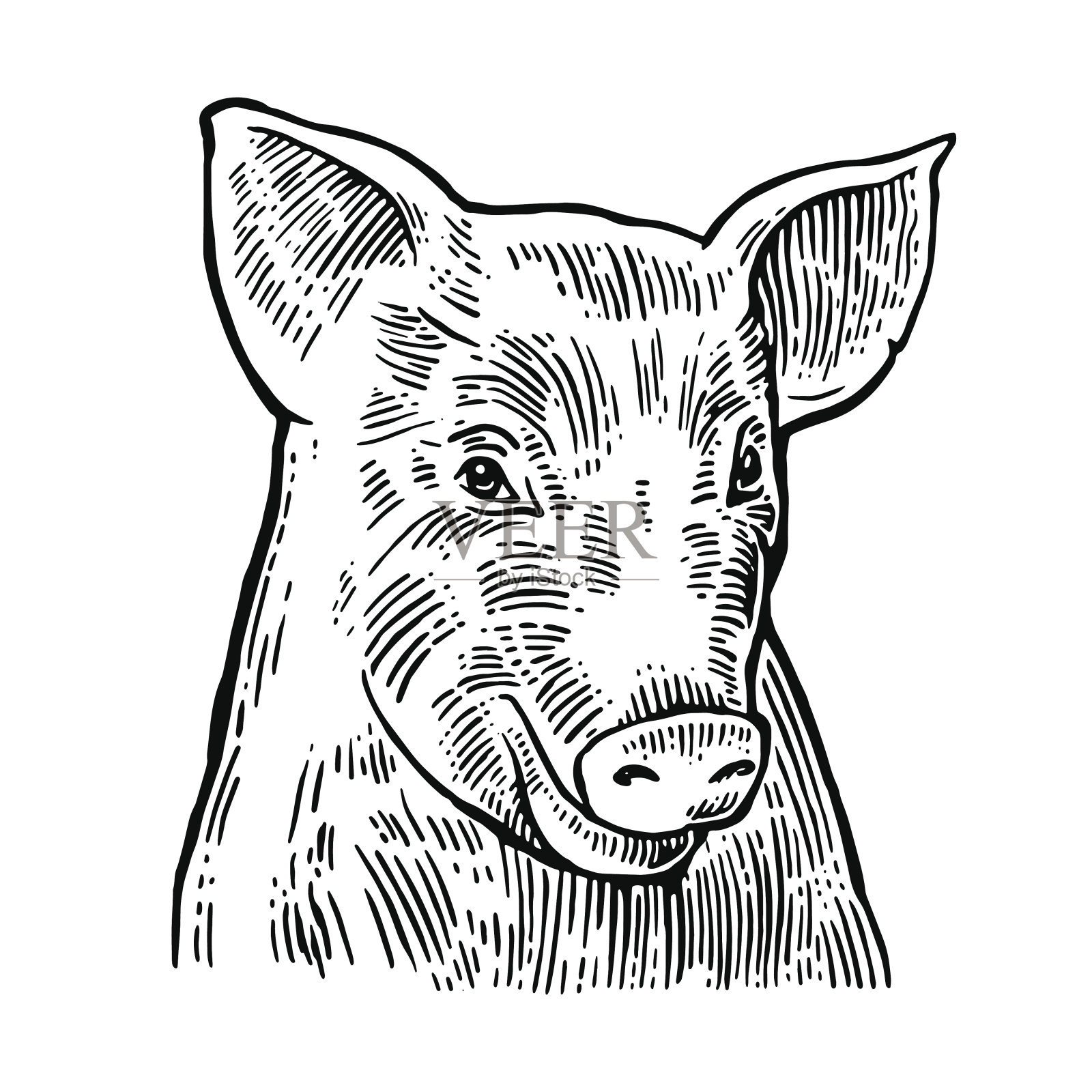猪头孤立在白色背景上。设计元素图片