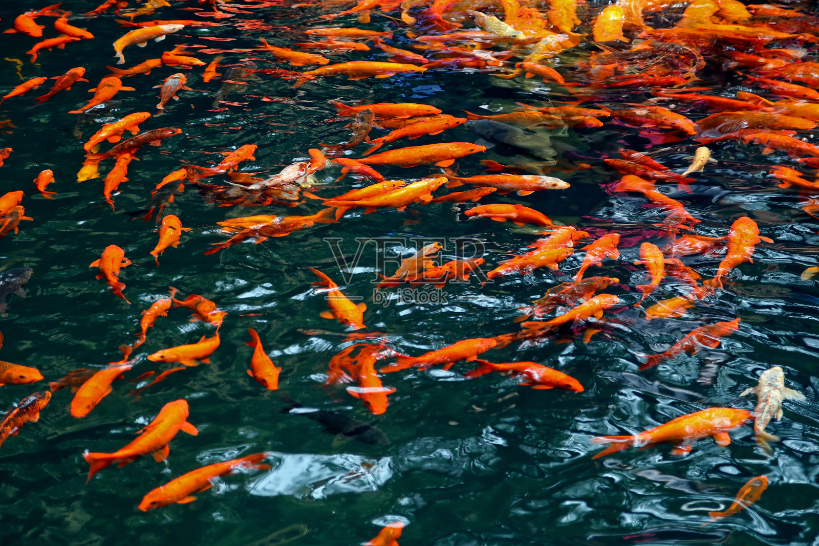 金鱼在池塘里游泳照片摄影图片