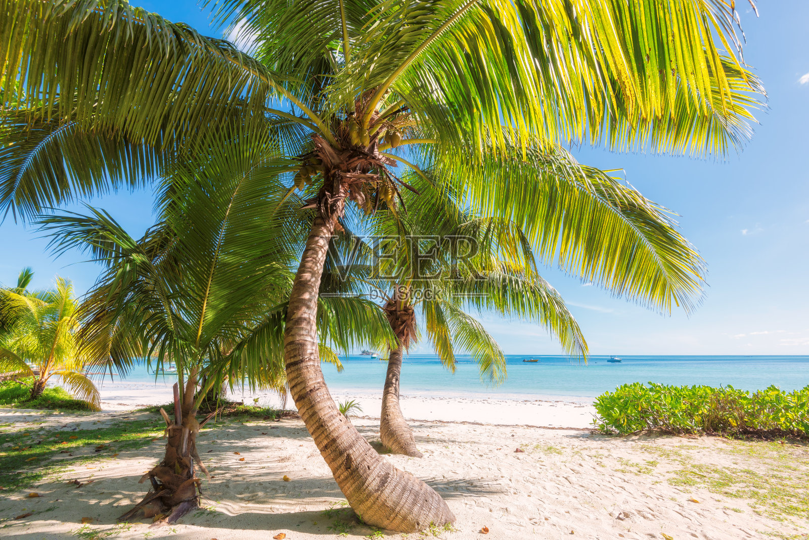 热带海滩上的棕榈树照片摄影图片