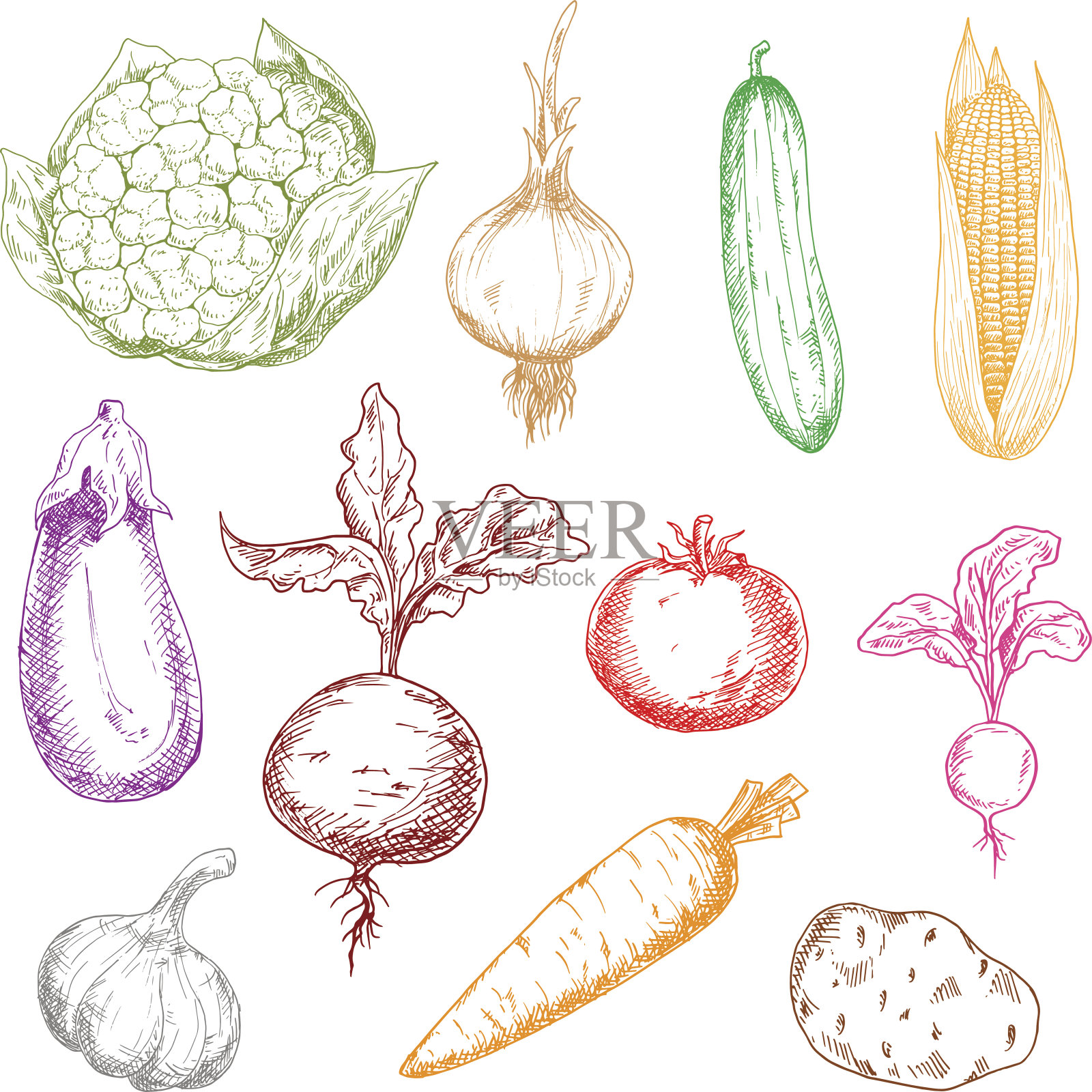 健康新鲜的彩色蔬菜示意图插画图片素材