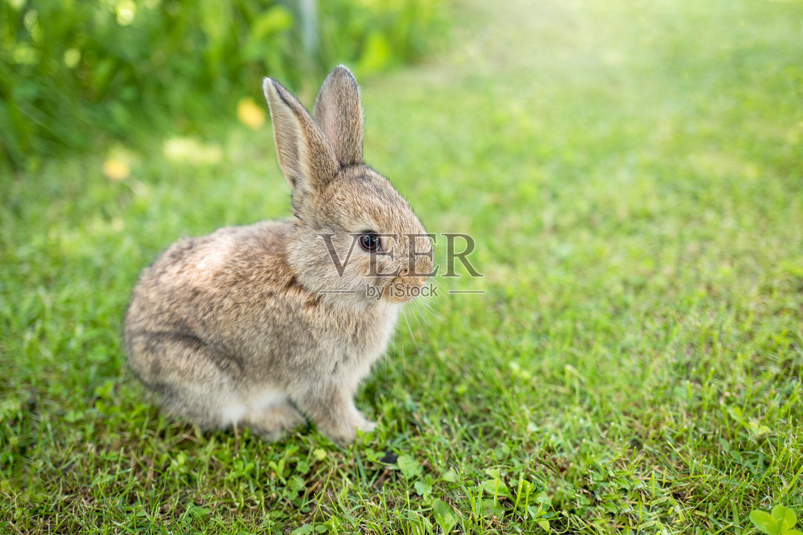 在阳光明媚的日子里，小兔子在绿色的草地上照片摄影图片