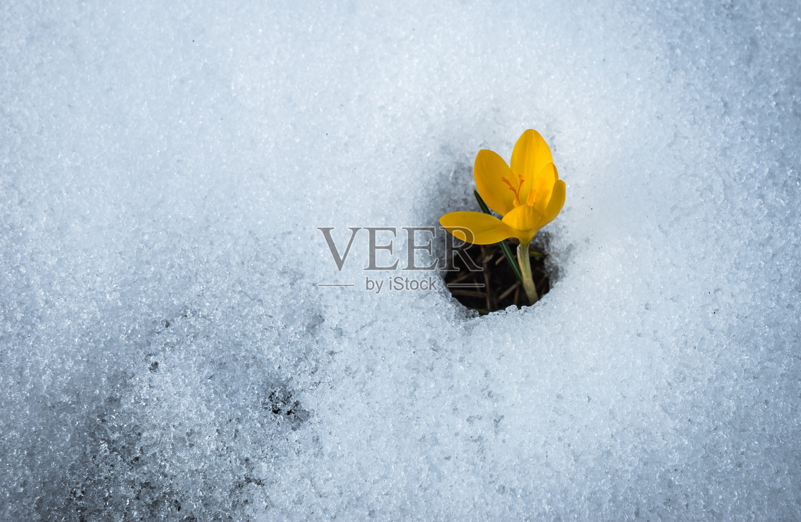 鲜黄的藏红花在雪中融化，希腊照片摄影图片