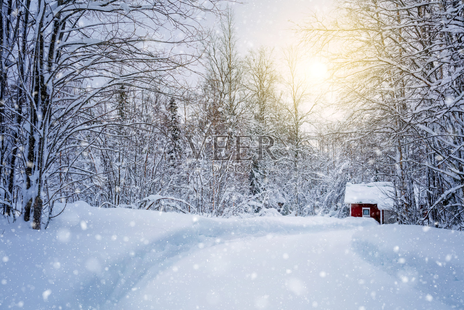 冬天的森林有道路和阳光，大树和雪照片摄影图片