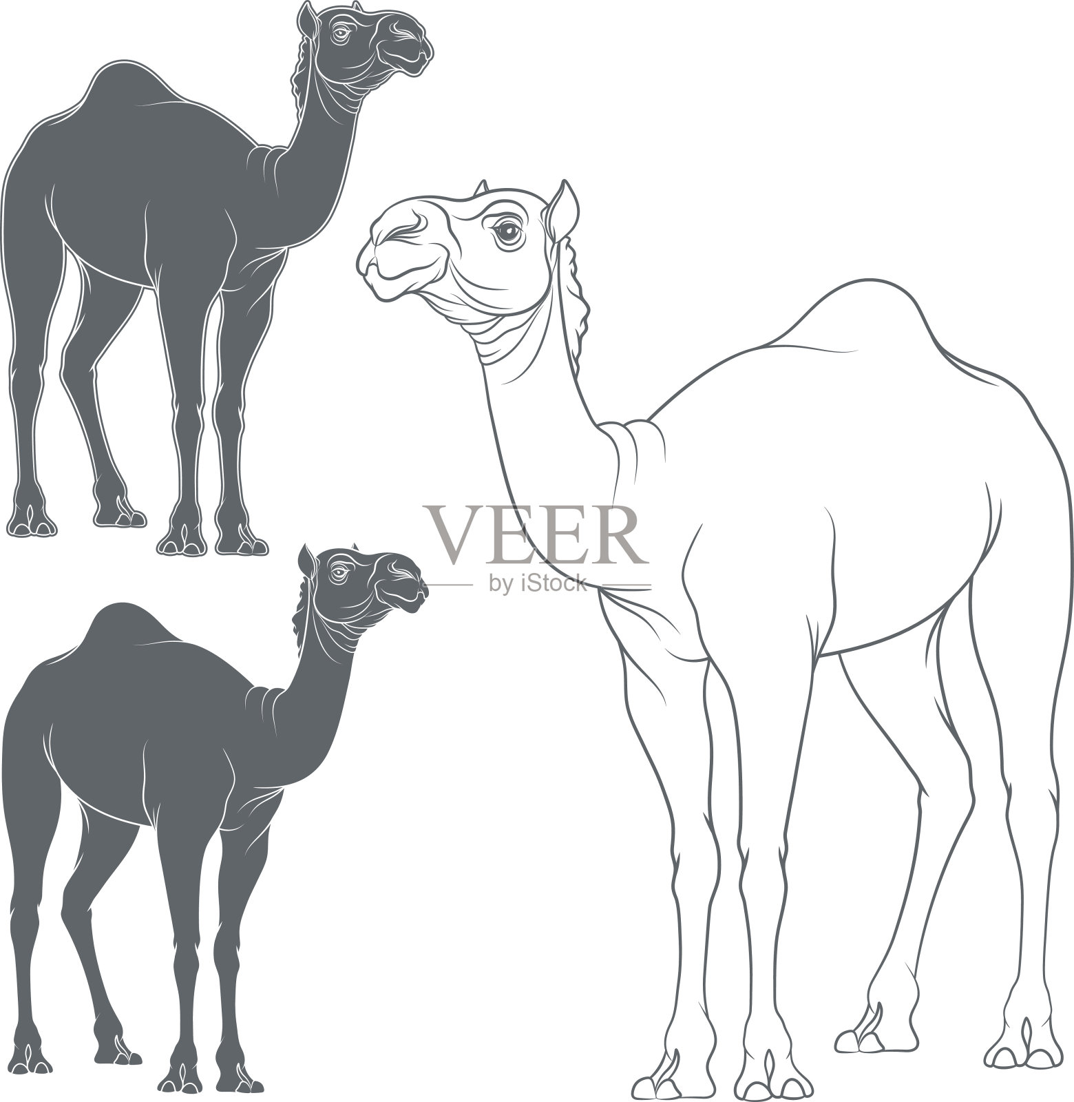 骆驼的向量图像集。孤立的对象插画图片素材
