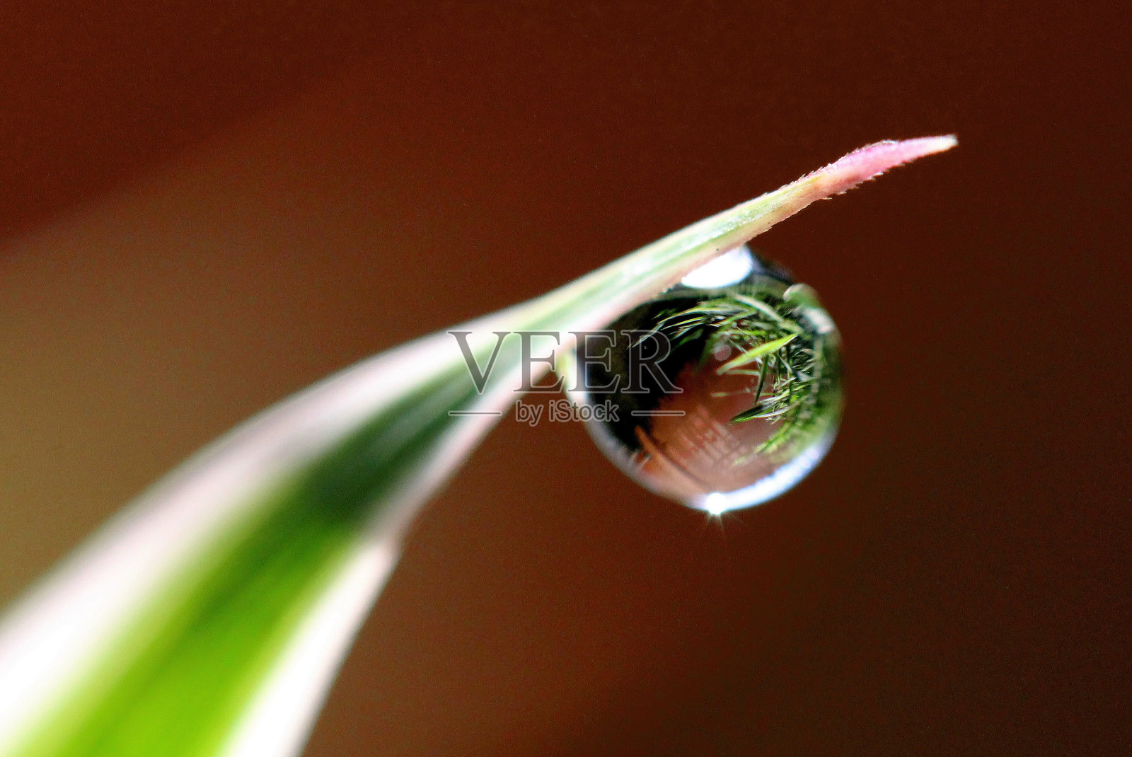 水滴在竹叶上的微距影像。照片摄影图片