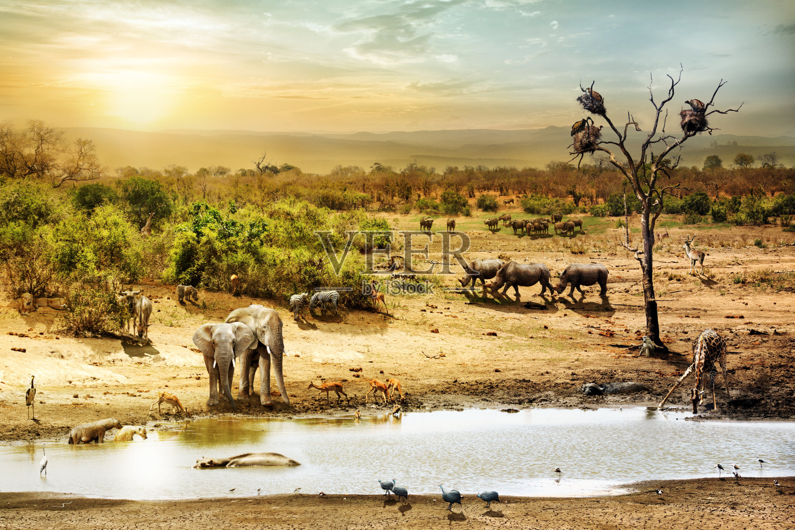 南非狩猎野生动物幻想场景照片摄影图片