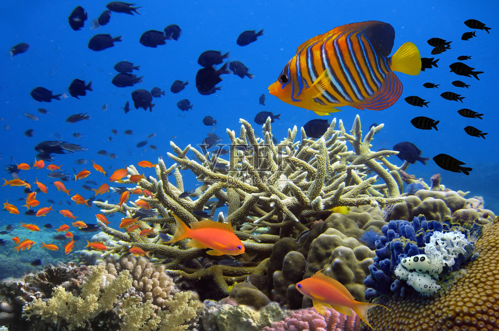 珊瑚礁水下全景与色彩斑斓的热带学校照片摄影图片