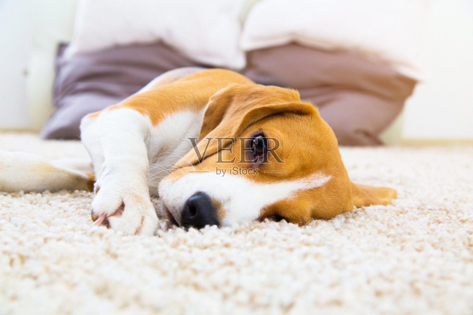 经过训练的狗躺在柔软的地毯上照片摄影图片