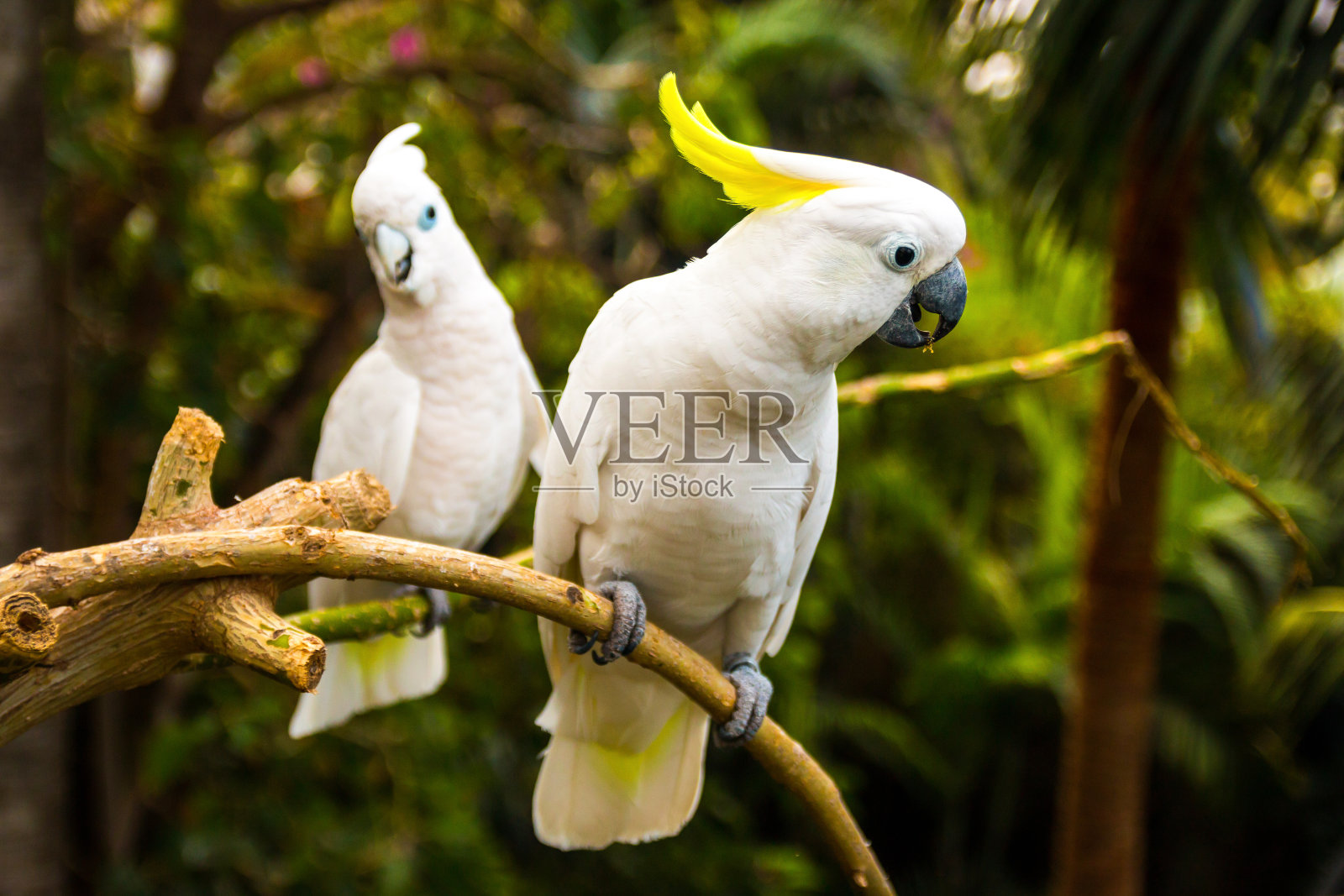 两个白色凤头鹦鹉照片摄影图片