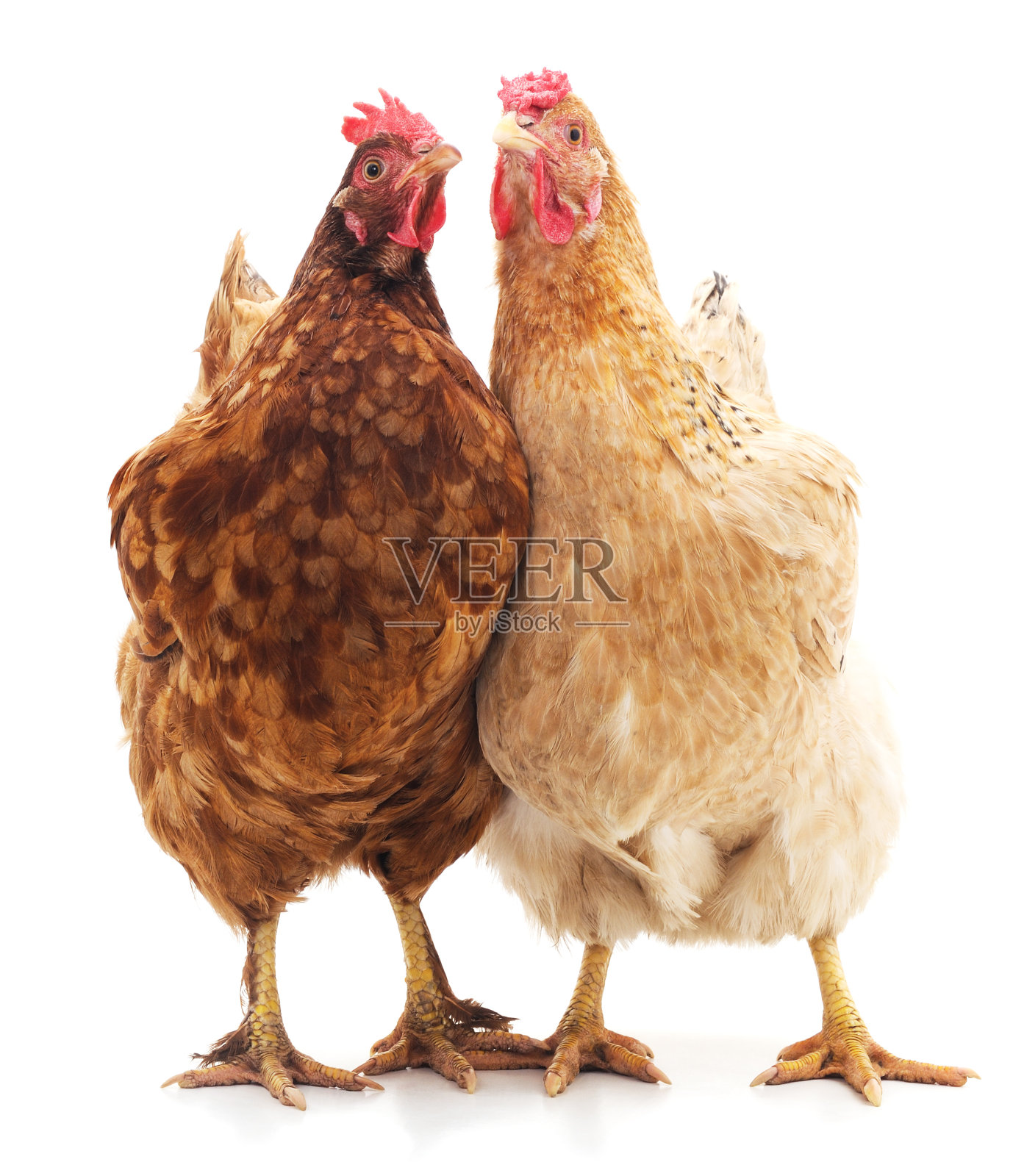 两个棕色的鸡。照片摄影图片