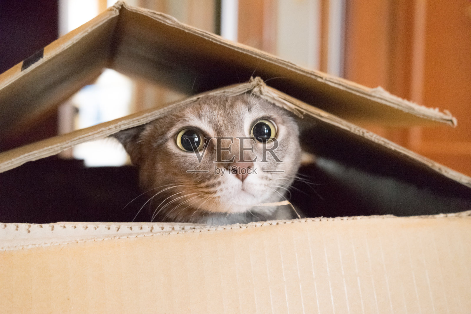 猫在盒子里玩Peek a Boo照片摄影图片