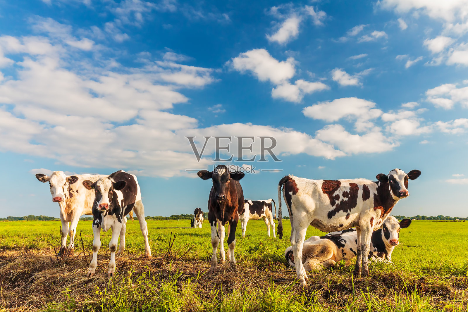 一群年轻的荷兰小牛在新鲜的绿色草地上照片摄影图片