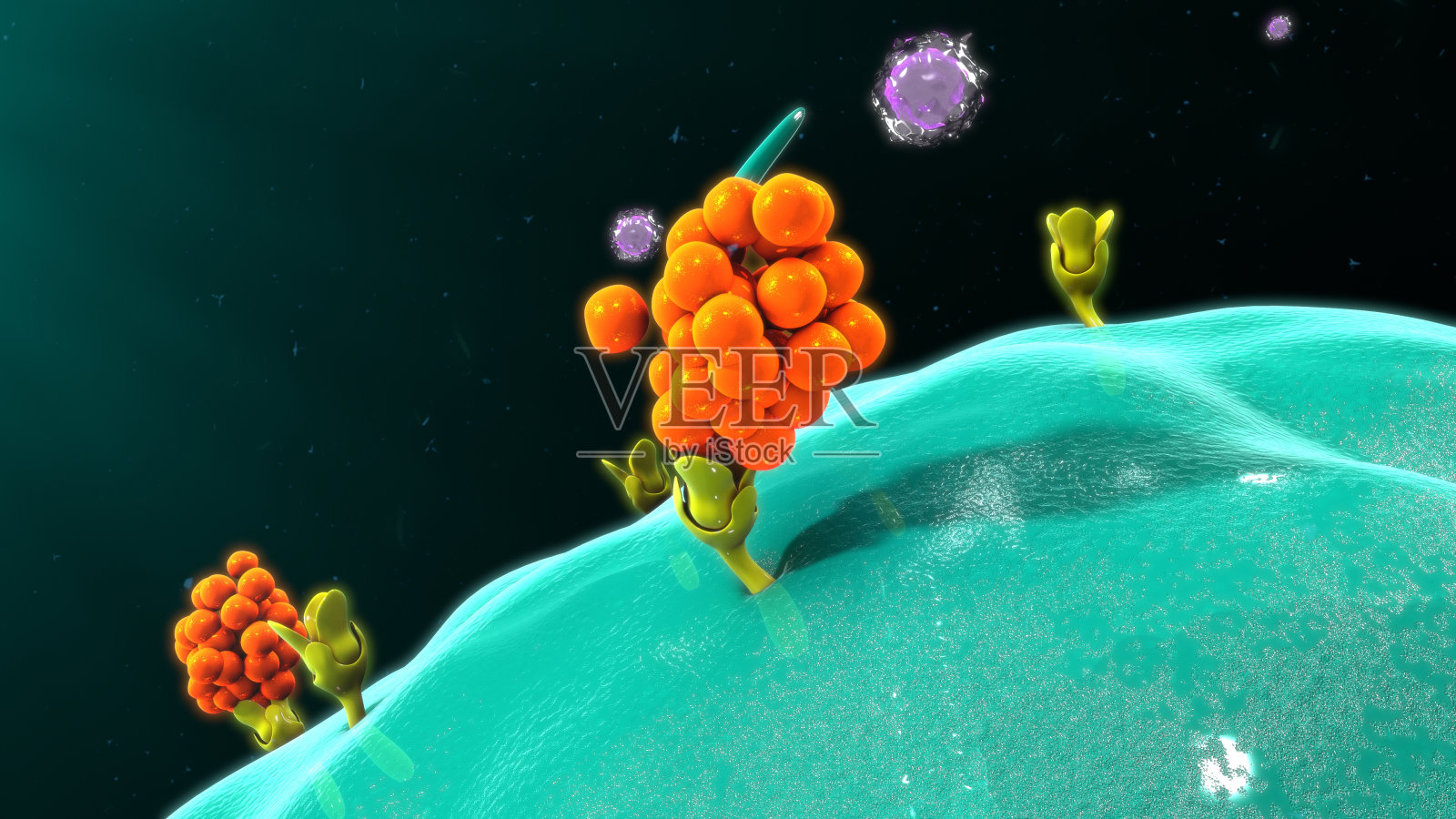 巨噬细胞释放细胞因子插画图片素材