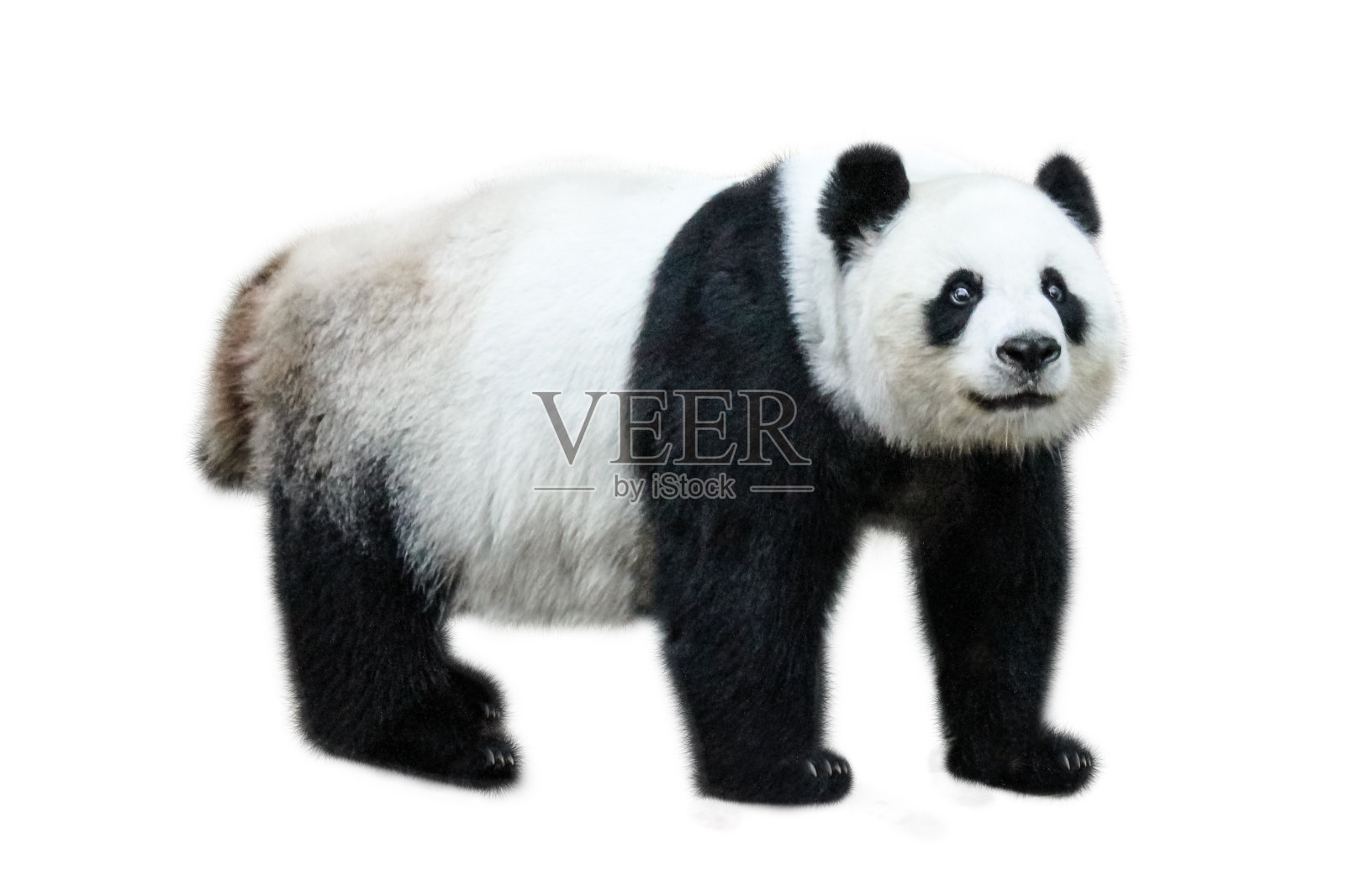 大熊猫站照片摄影图片