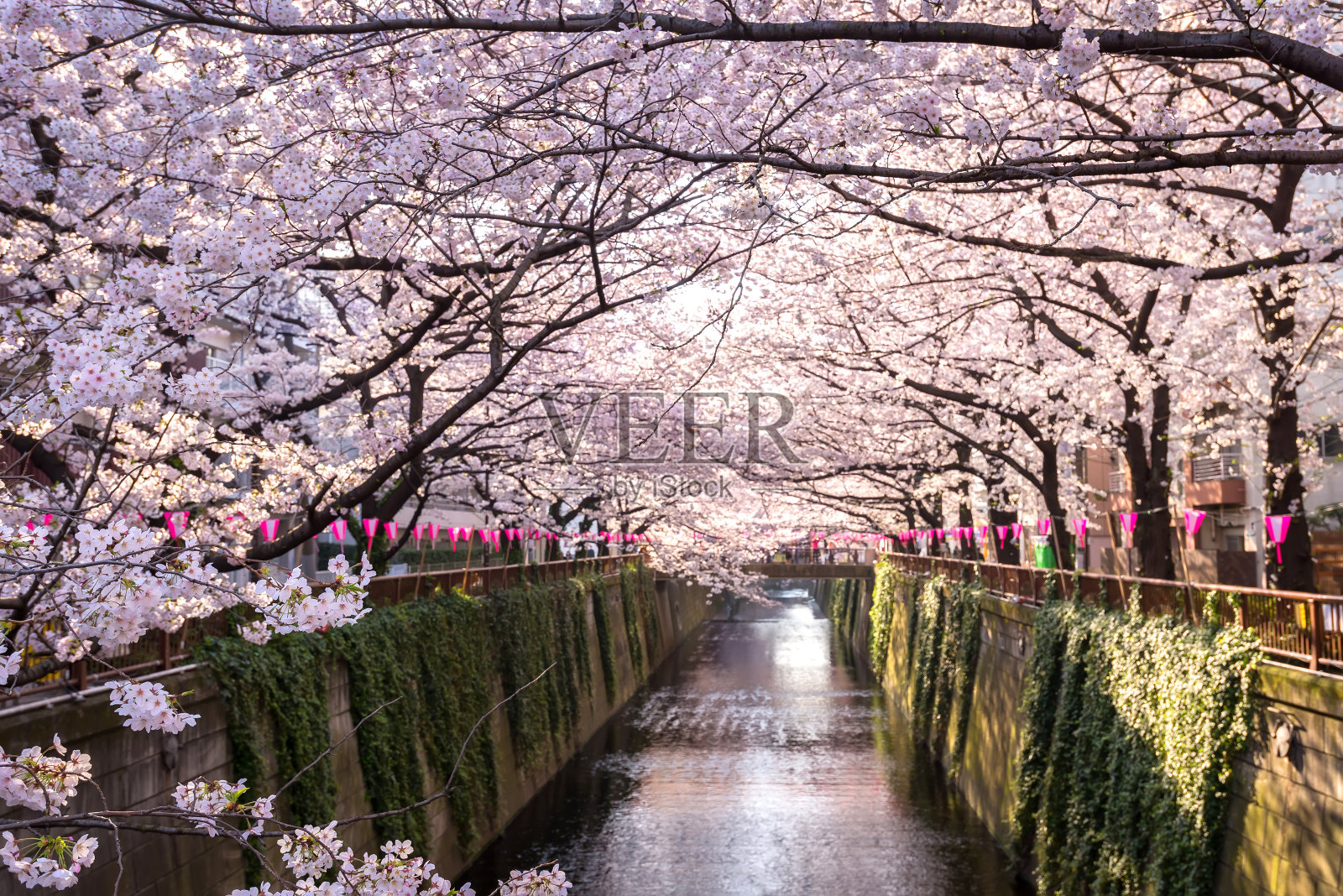 日本东京的目黑运河，春季。照片摄影图片