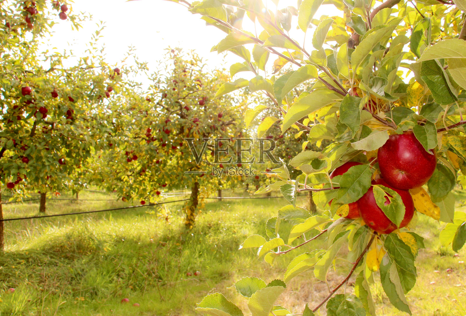 树上成熟的苹果照片摄影图片