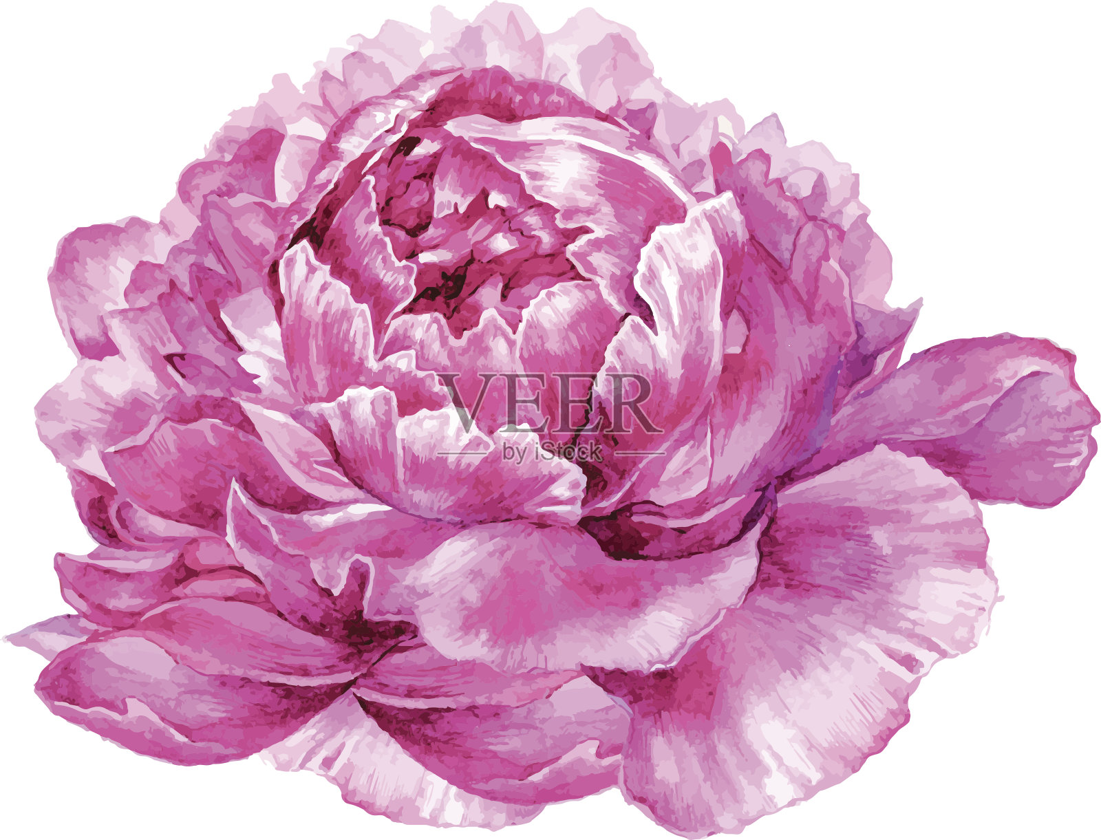 水彩插图粉红牡丹孤立在白色。设计元素图片