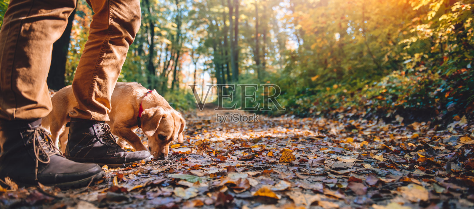 一名男子带着狗在秋天的森林里徒步旅行照片摄影图片