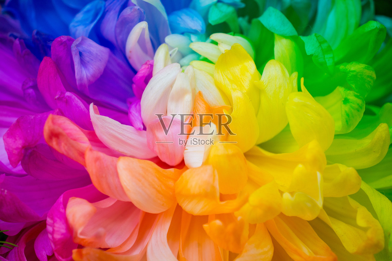 彩虹菊花的特写镜头。照片摄影图片