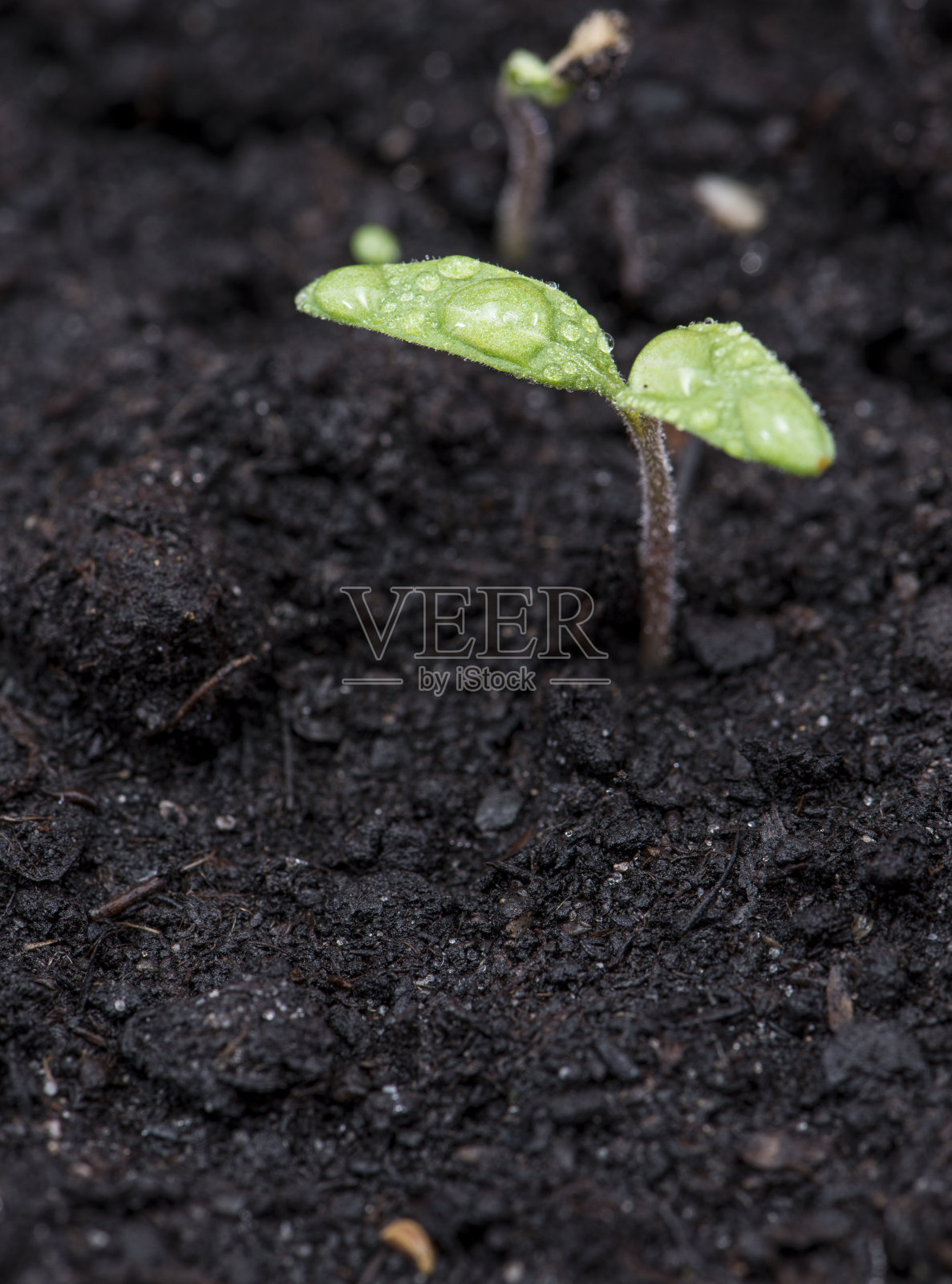 黑色土壤中的小植物照片摄影图片