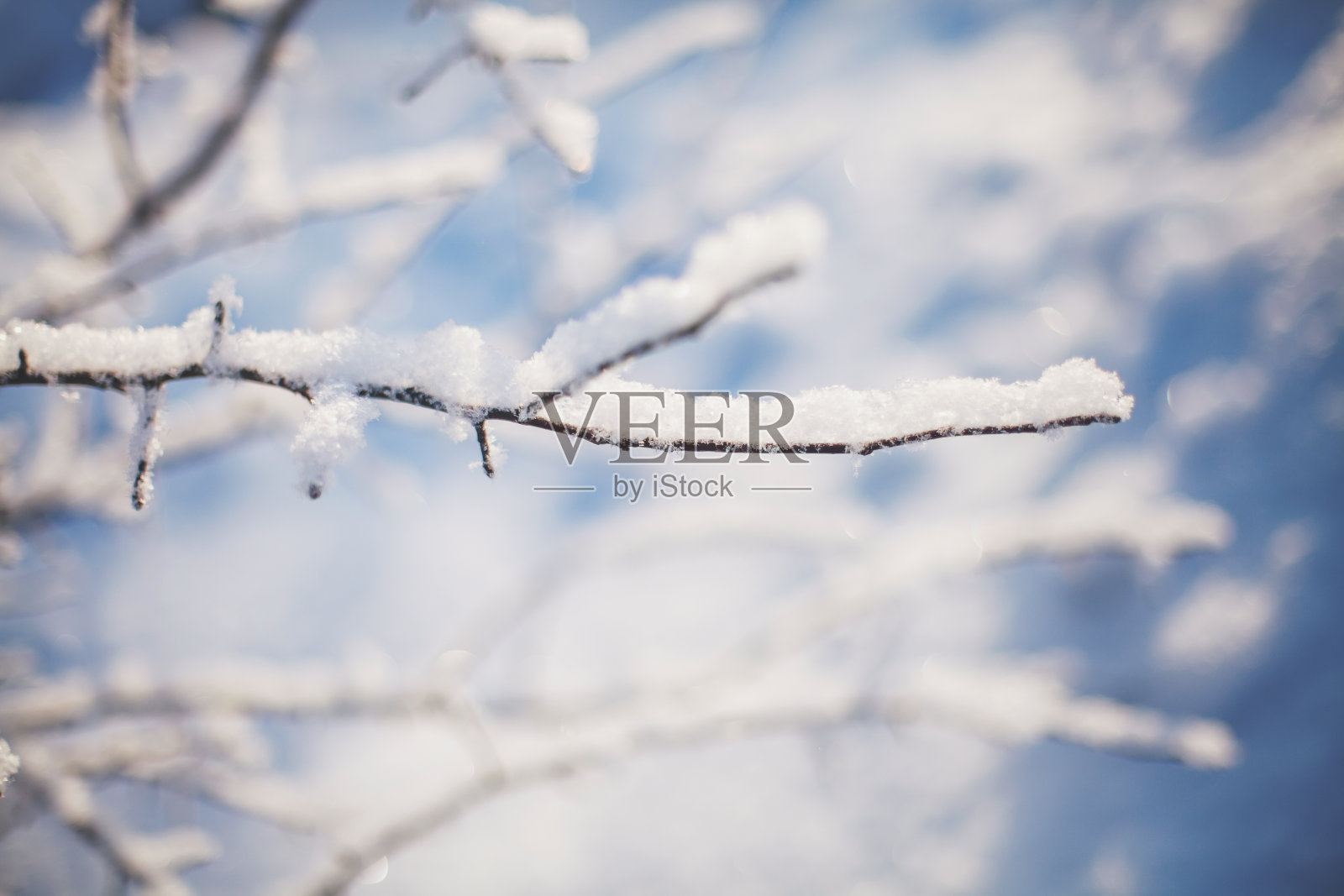 冬天的树枝在阳光下覆盖着雪照片摄影图片