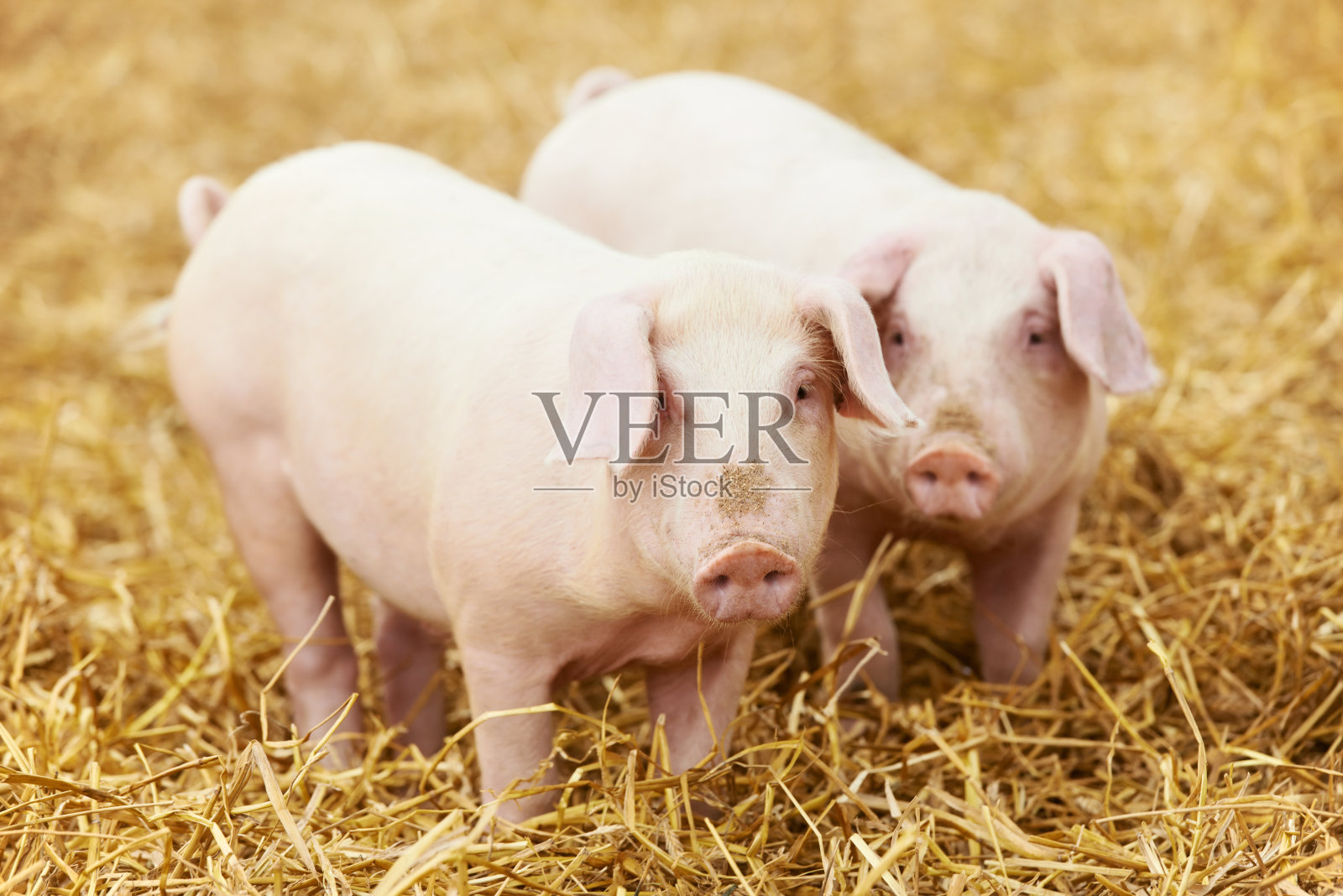 两个小猪崽在农场干草上的特写照片摄影图片