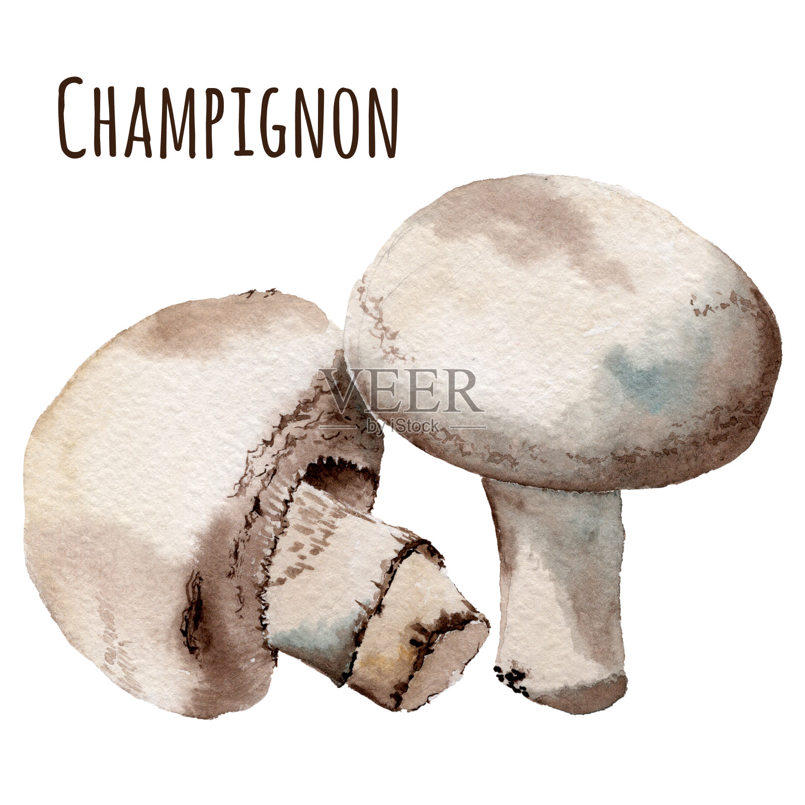 Wtercolor蘑菇插画图片素材